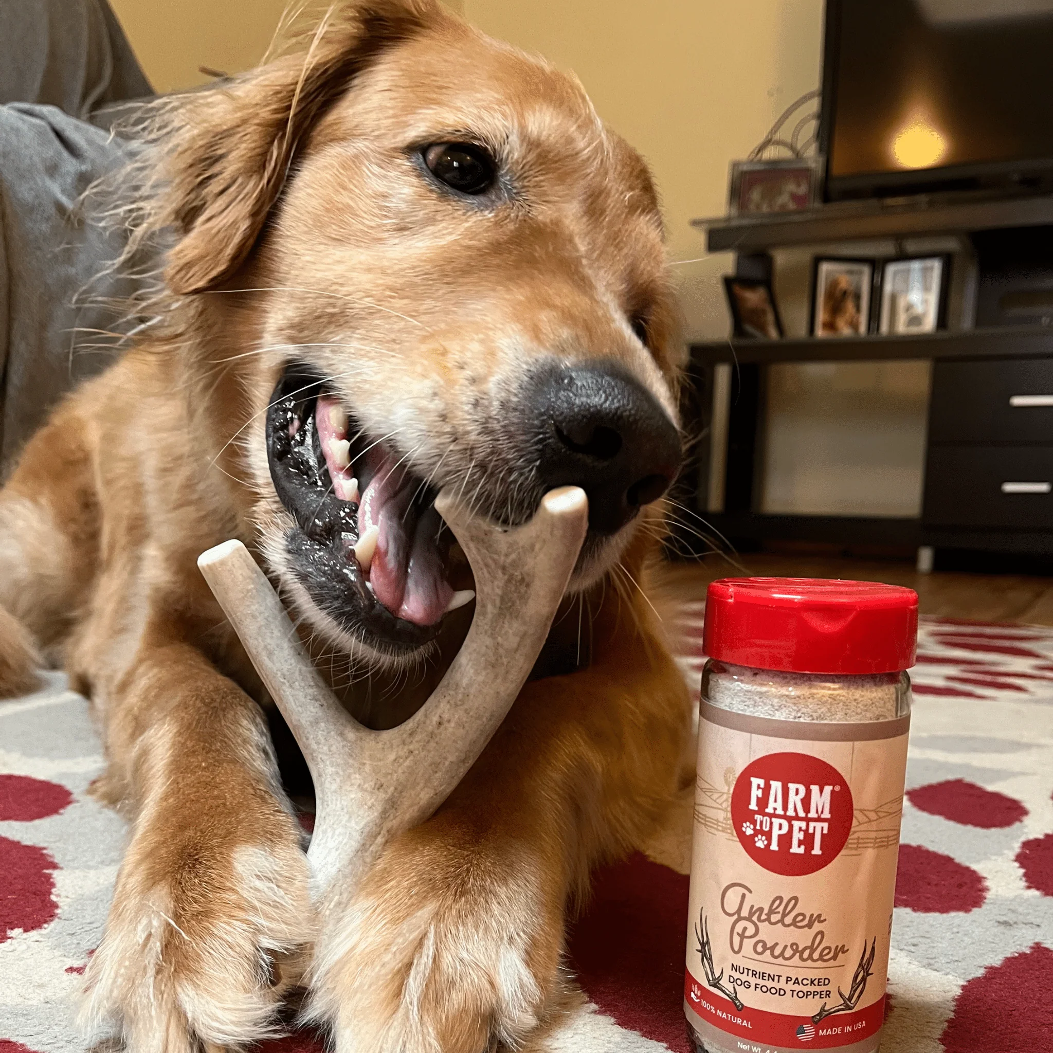 Deer Antler Dog Chews | Organic Chews for Dogs - Image 6
