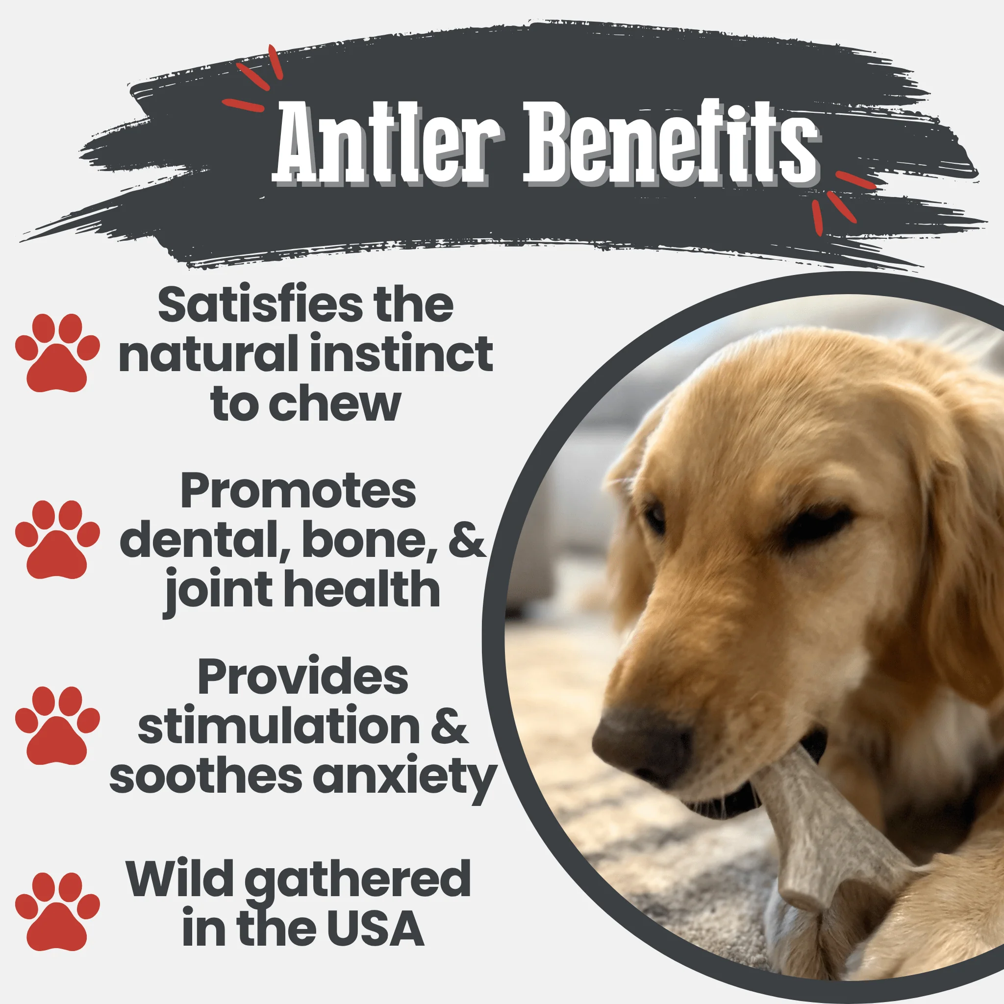 Deer Antler Dog Chews | Organic Chews for Dogs - Image 8
