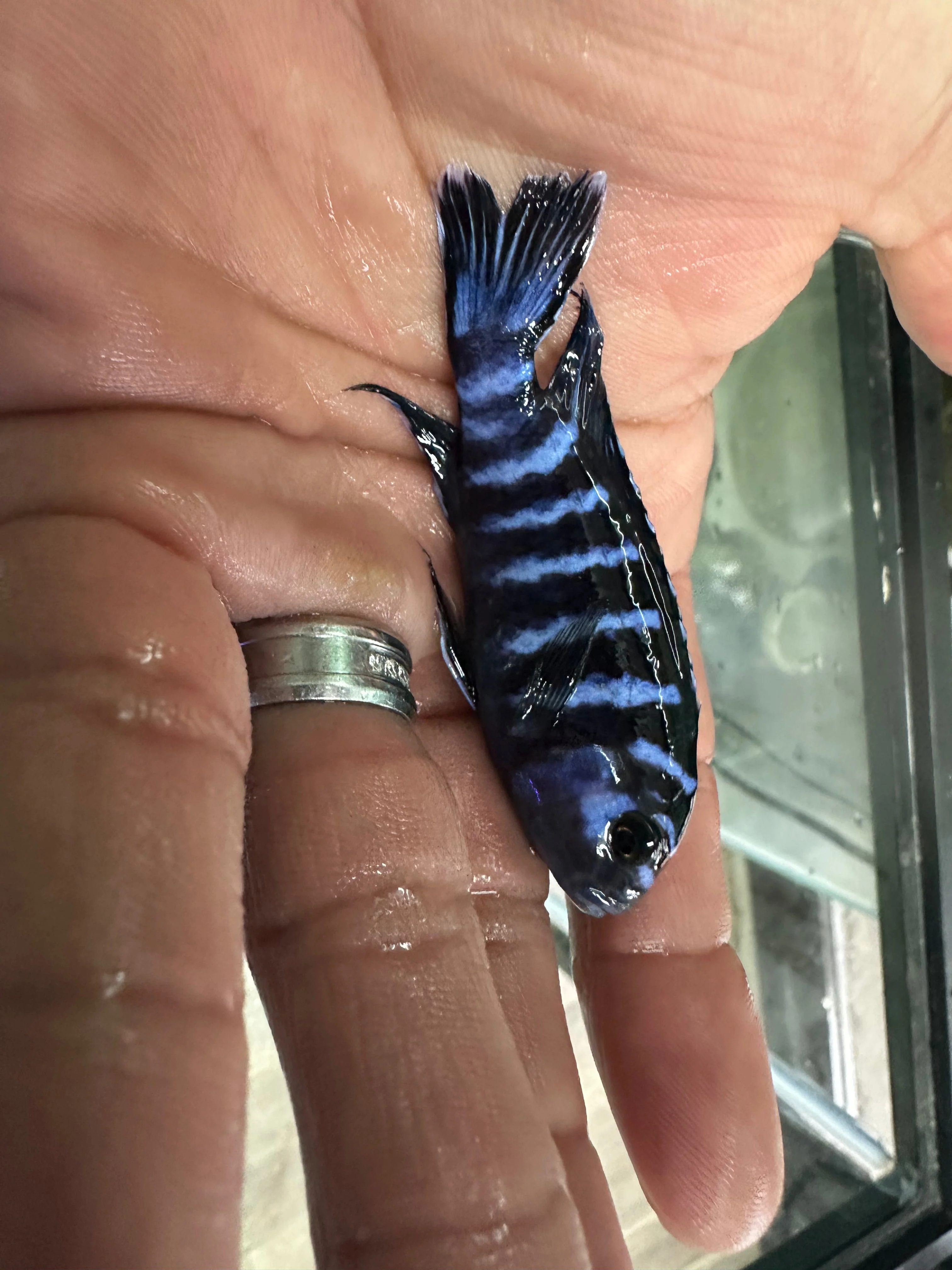 Demasoni cichlids - Image 2