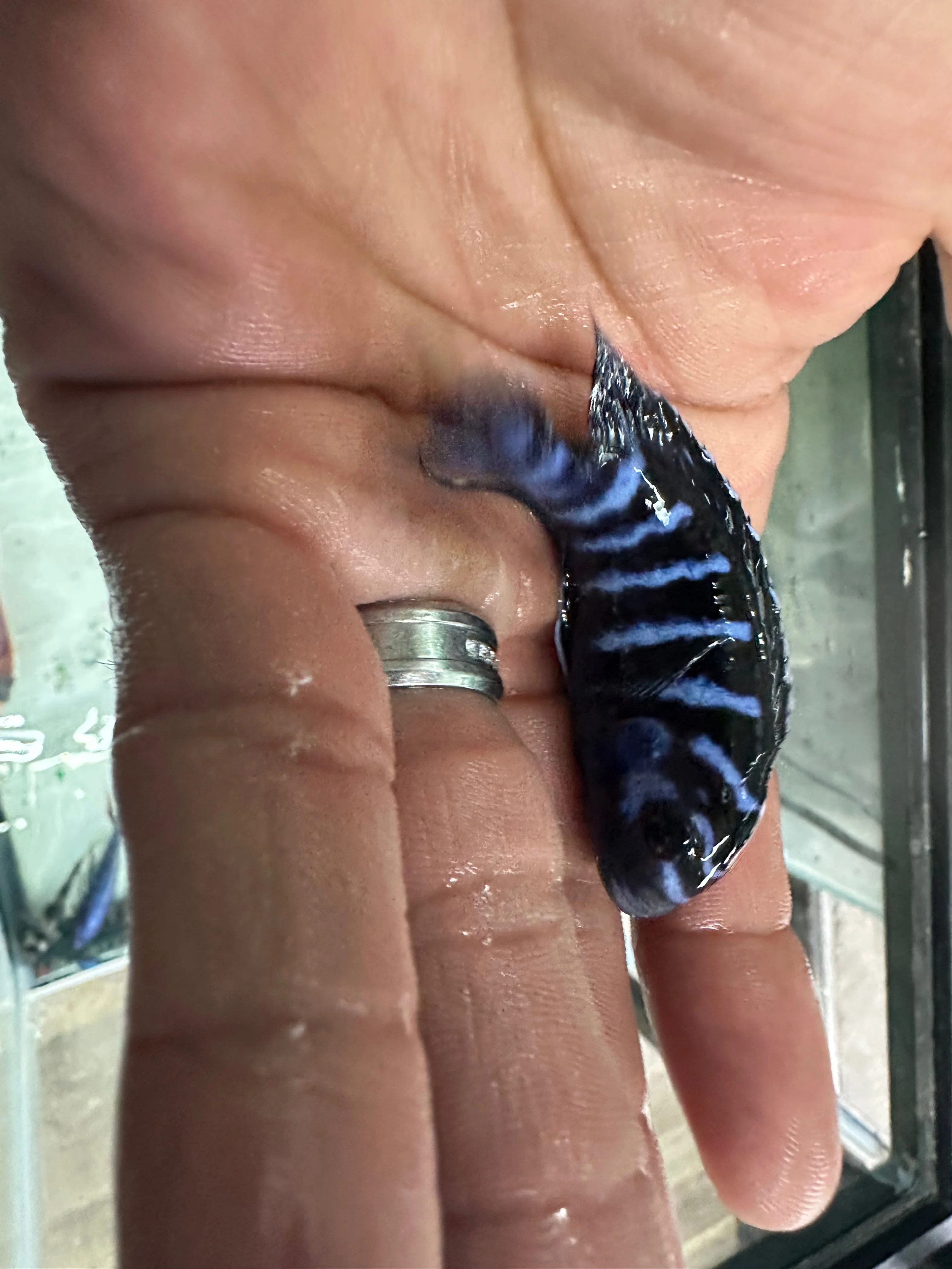 Demasoni cichlids - Image 3
