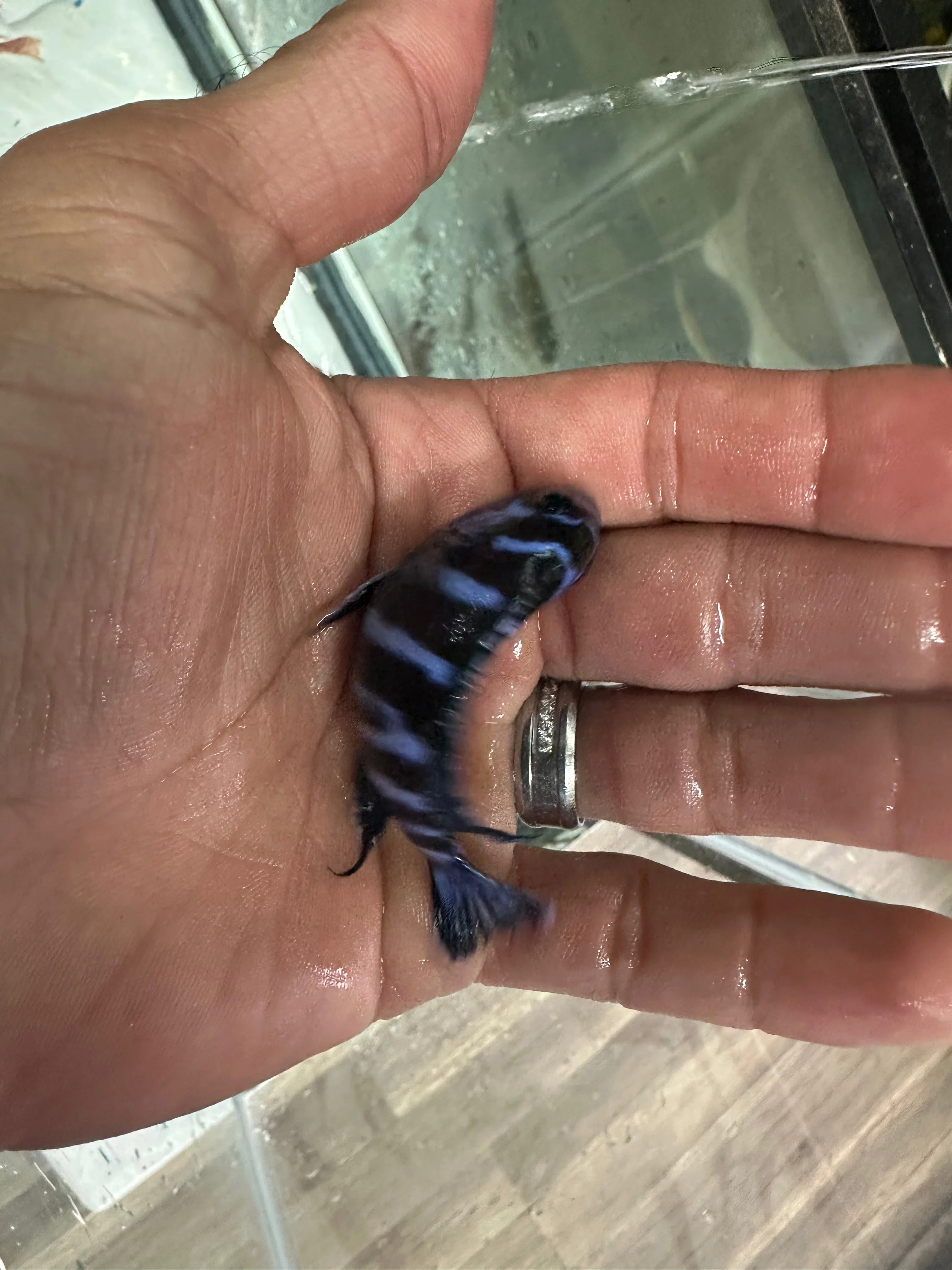 Demasoni cichlids - Image 4