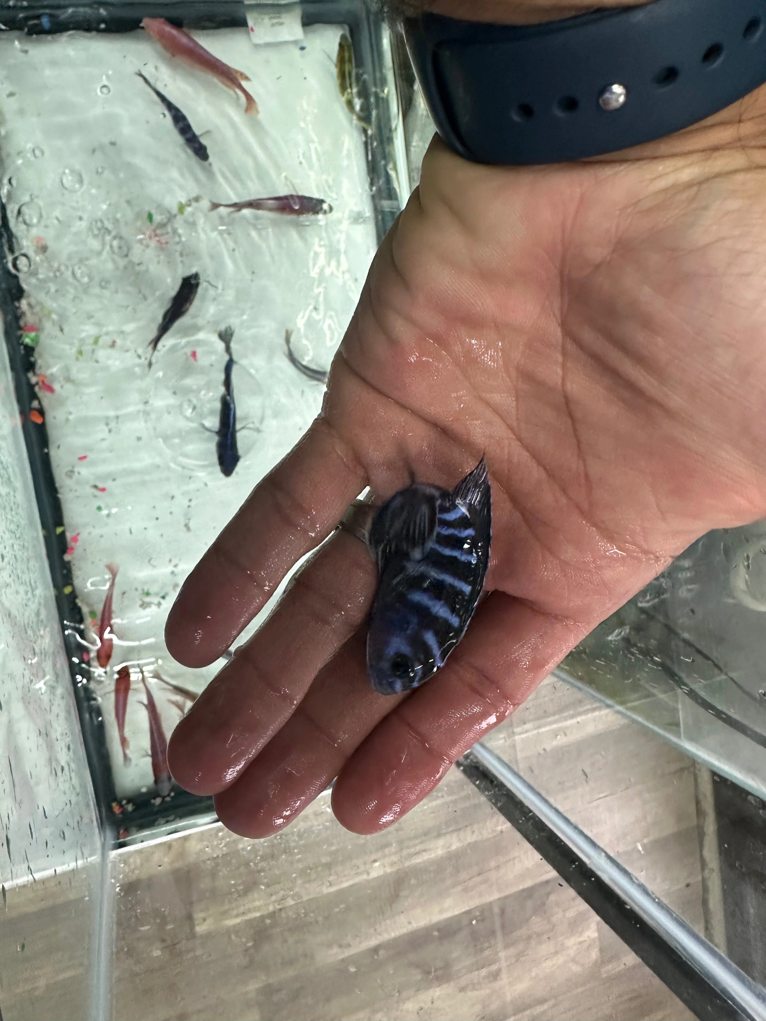 Demasoni cichlids - Image 5