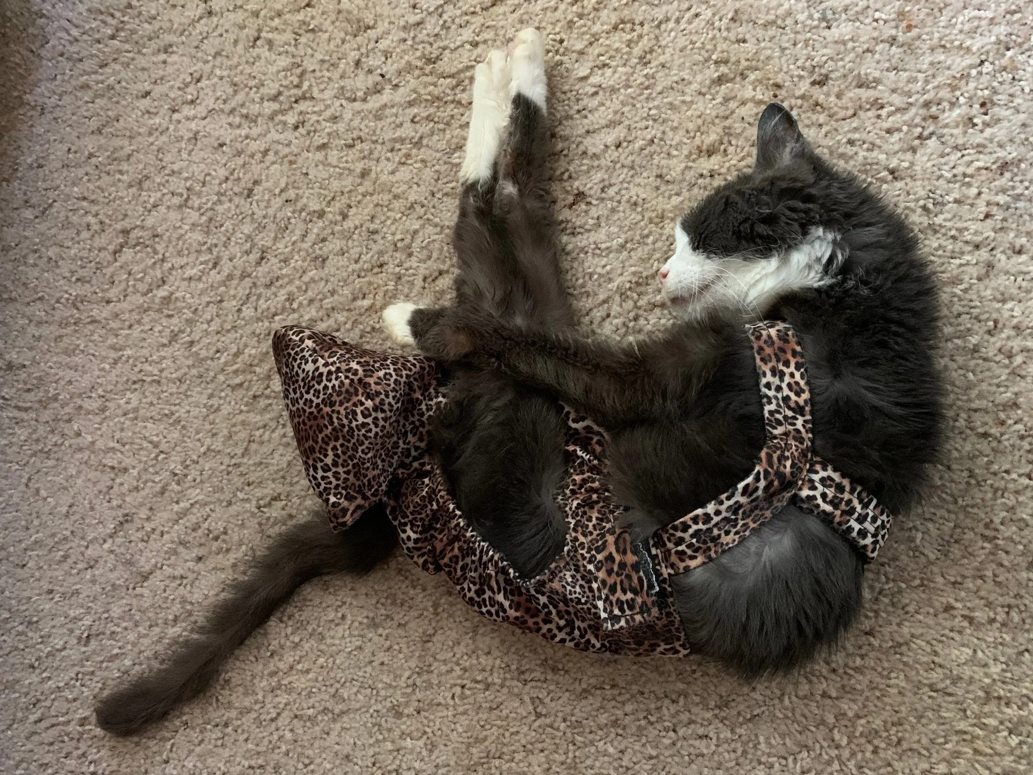 Diapurr Cat Diaper - Image 10