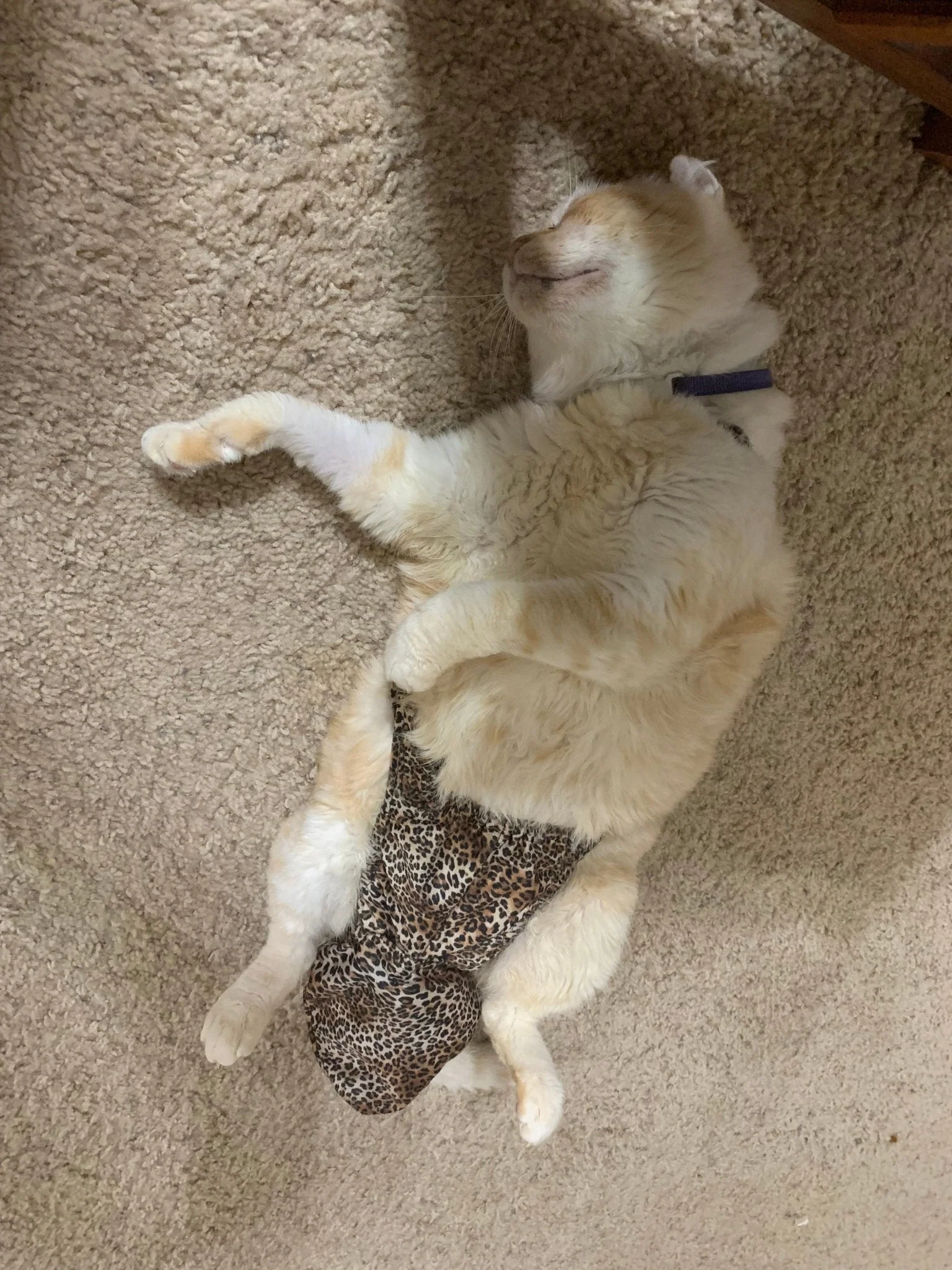 Diapurr Cat Diaper - Image 11