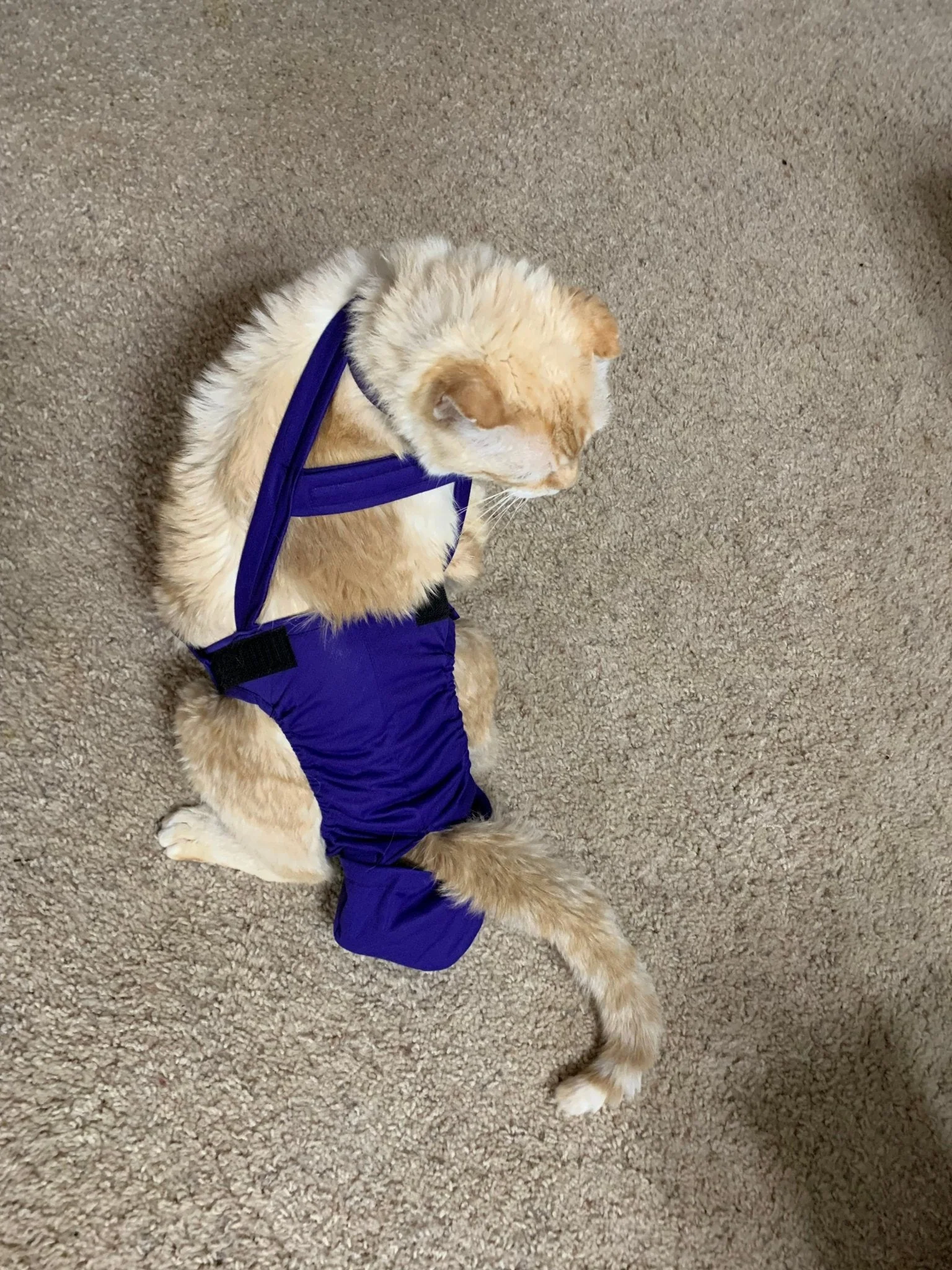 Diapurr Cat Diaper - Image 12