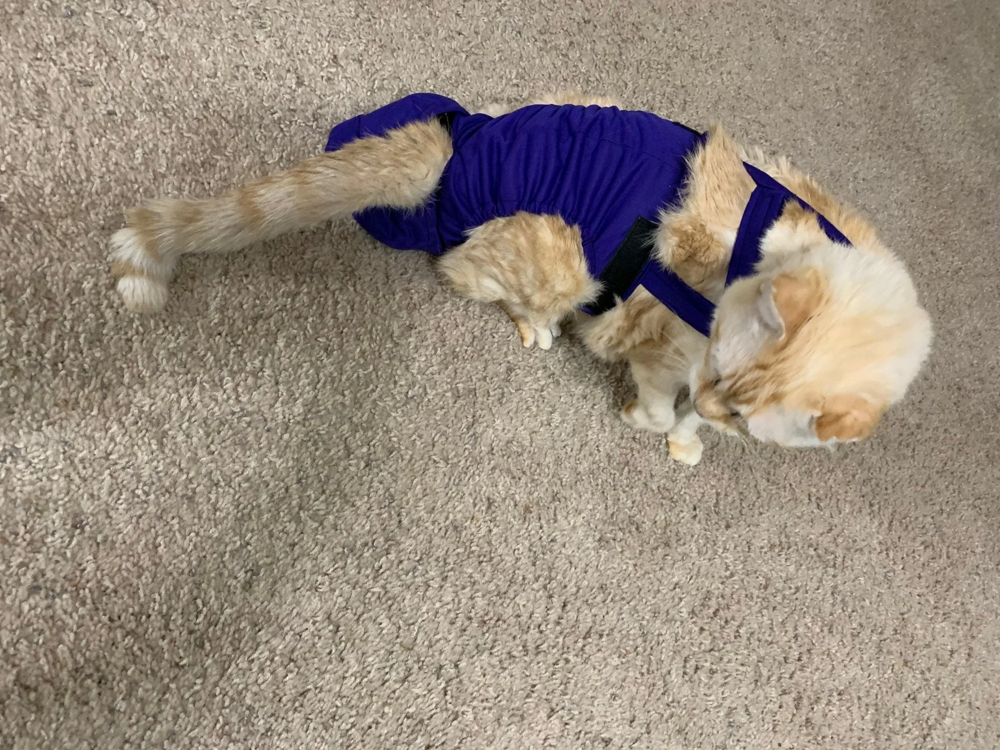 Diapurr Cat Diaper - Image 13