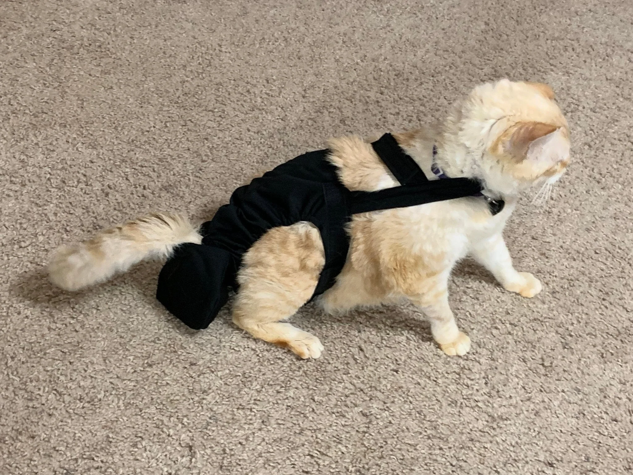 Diapurr Cat Diaper - Image 14