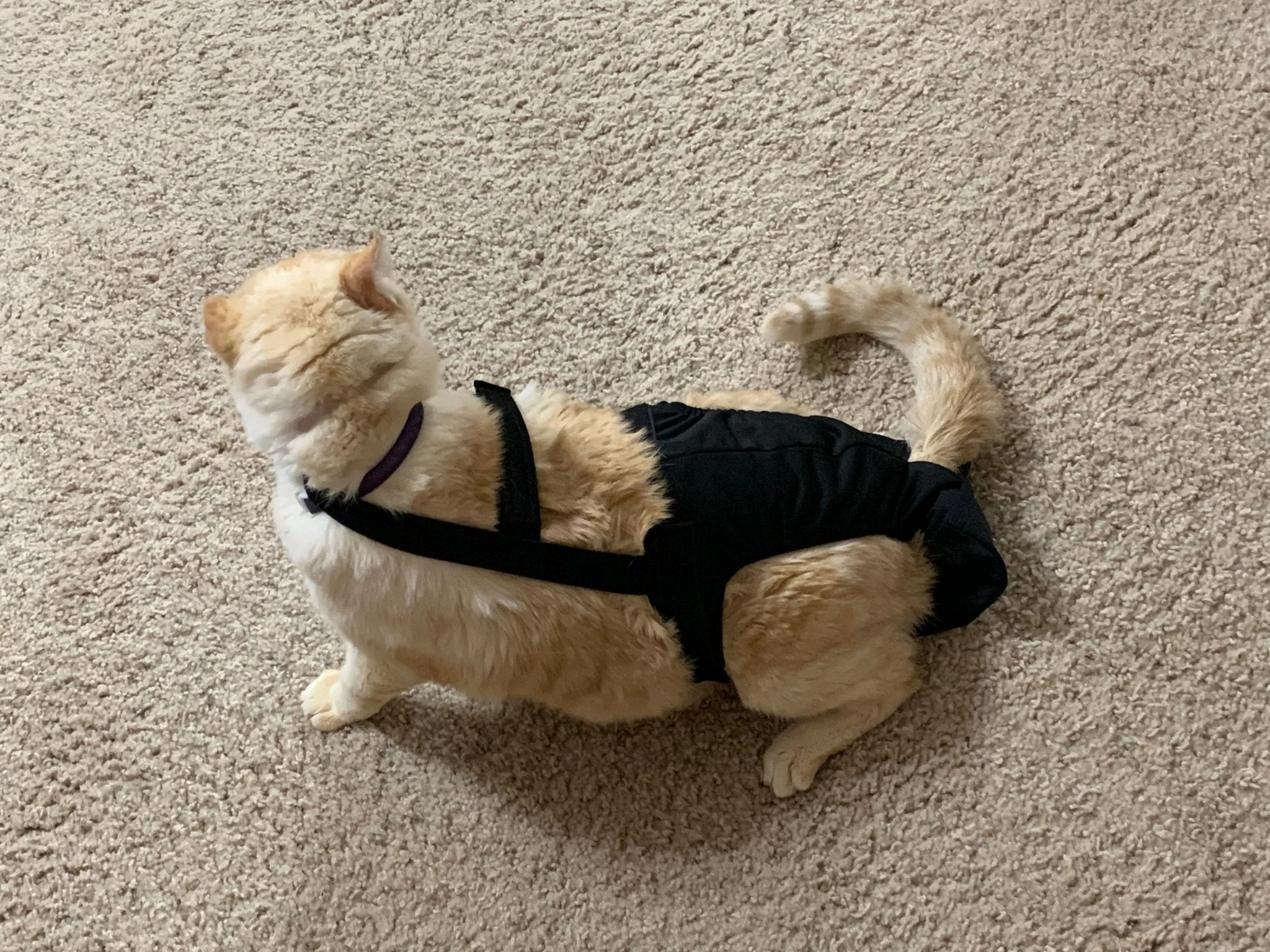 Diapurr Cat Diaper - Image 15