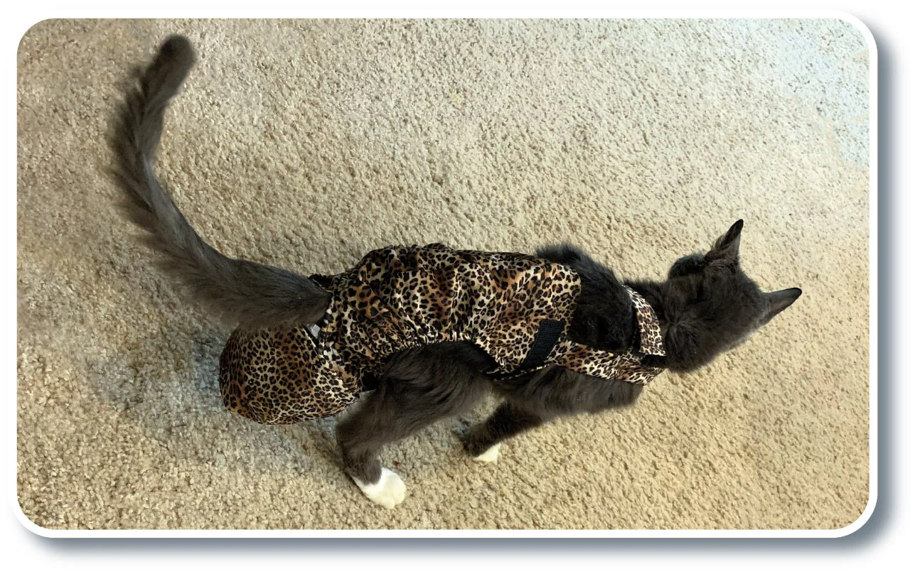 Diapurr Cat Diaper - Image 4