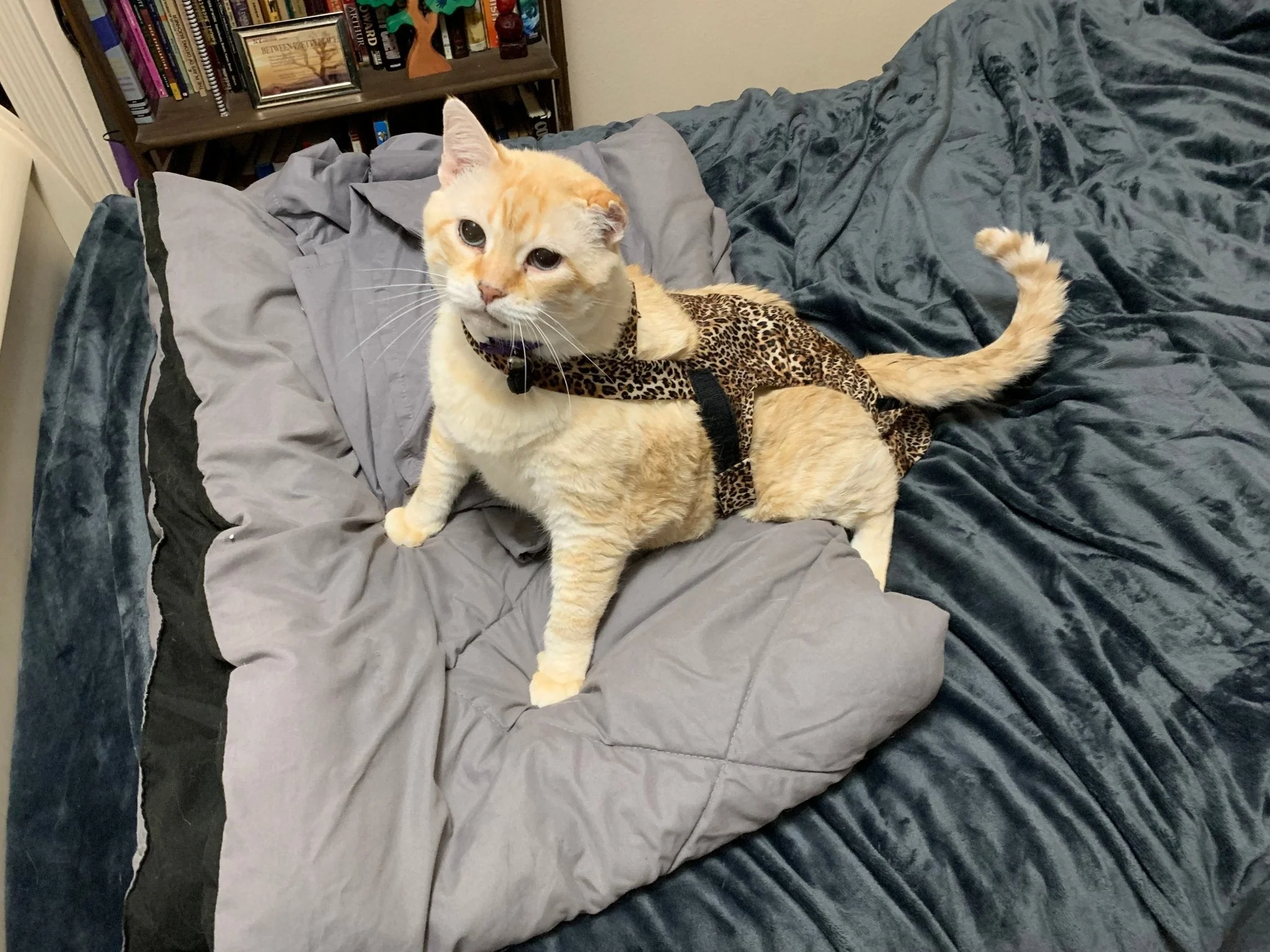 Diapurr Cat Diaper - Image 5