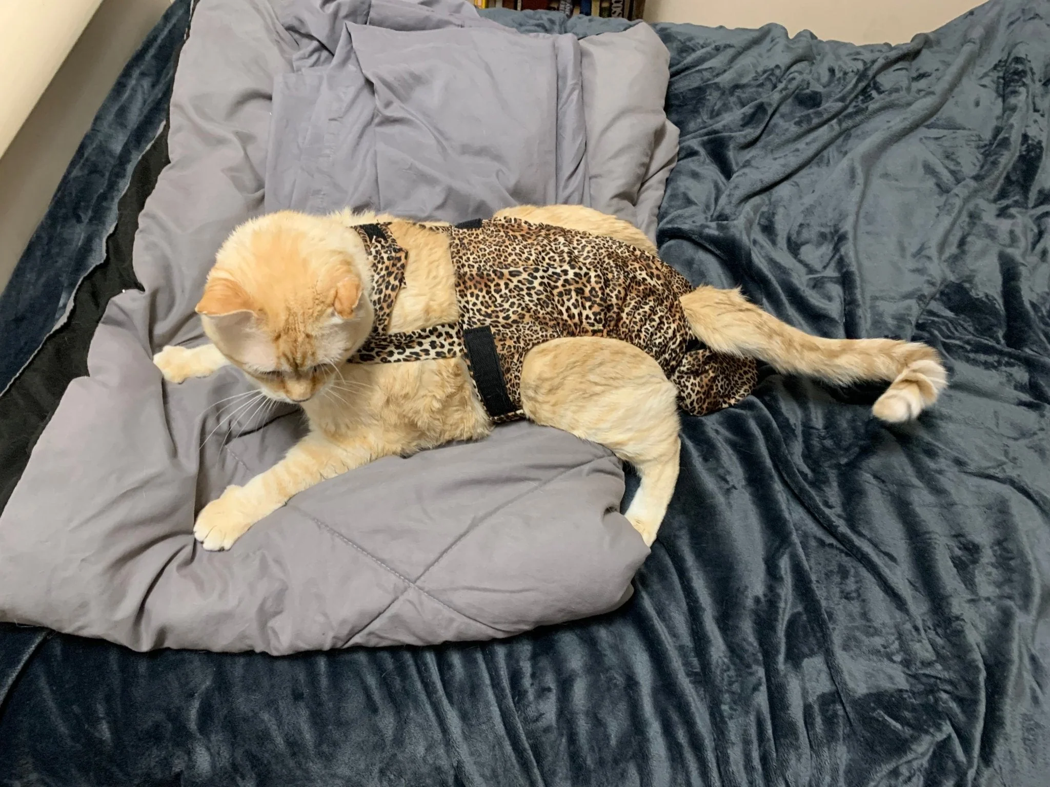 Diapurr Cat Diaper - Image 9