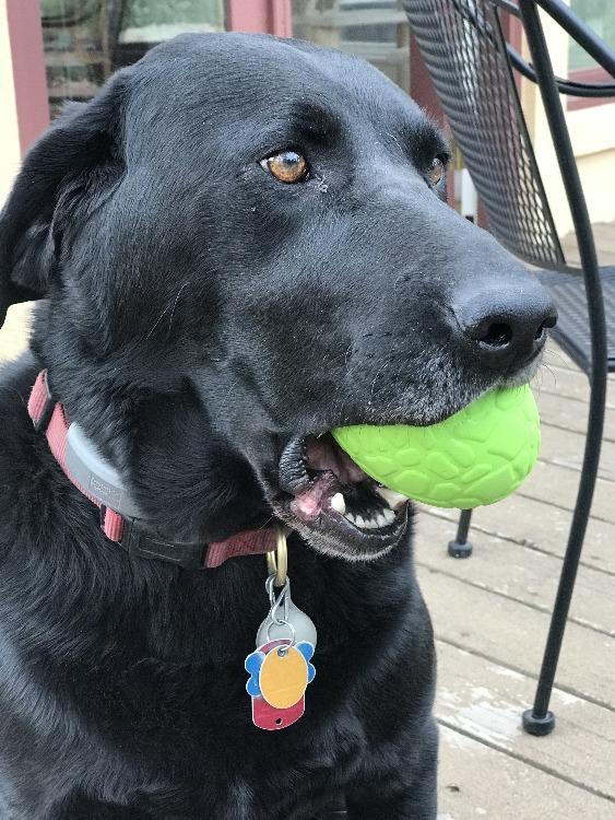 Dinosaur Egg Dog Chew Toy & Treat Dispenser - USA Made | SodaPup - Image 5