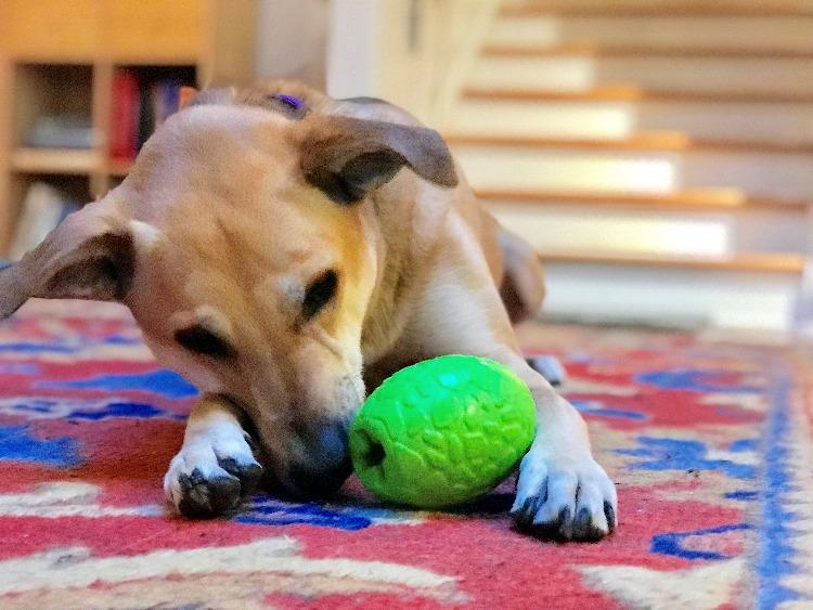 Dinosaur Egg Dog Chew Toy & Treat Dispenser - USA Made | SodaPup - Image 7