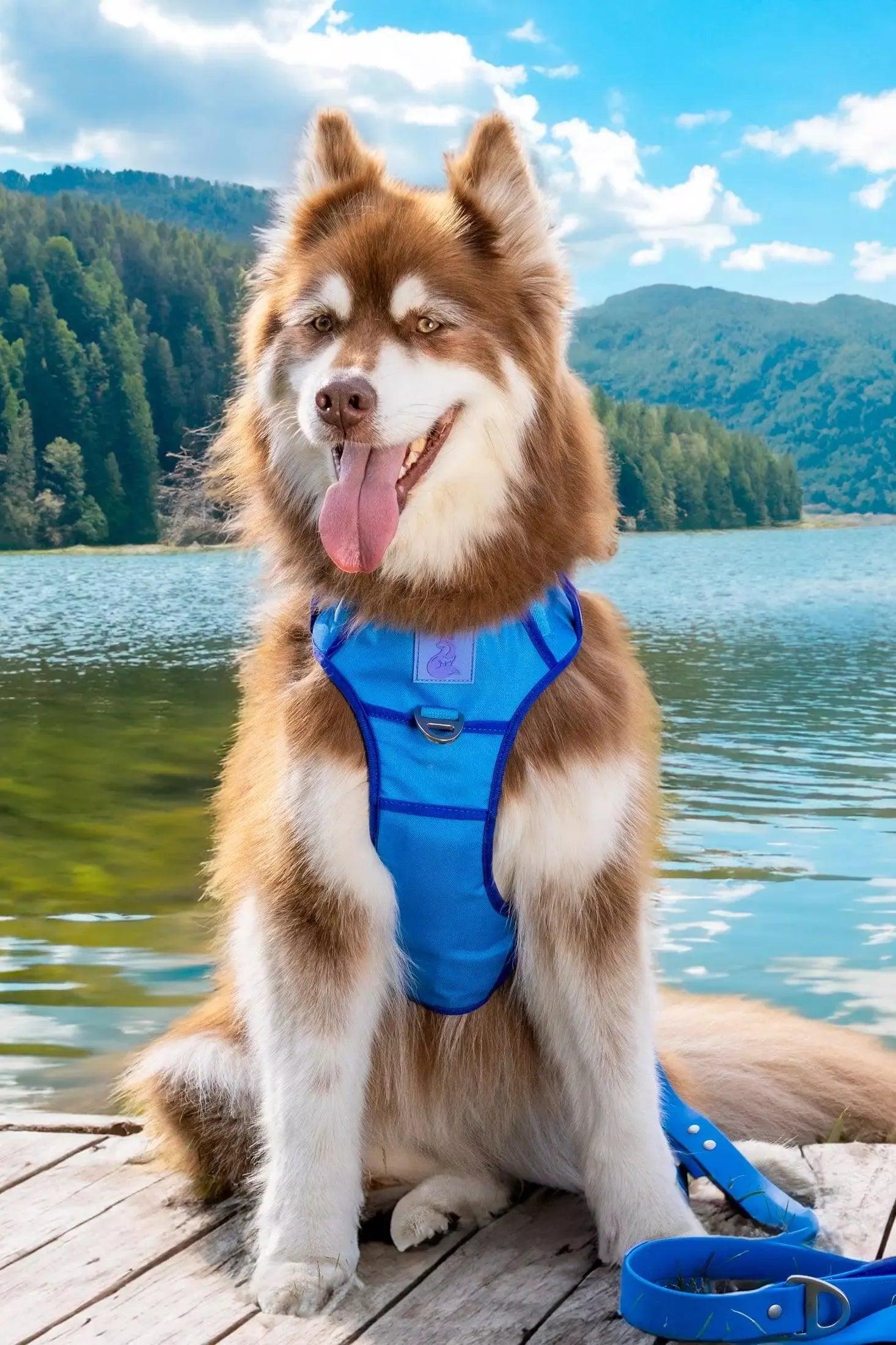 Dockside Adventures Ultimate Harness - Image 2