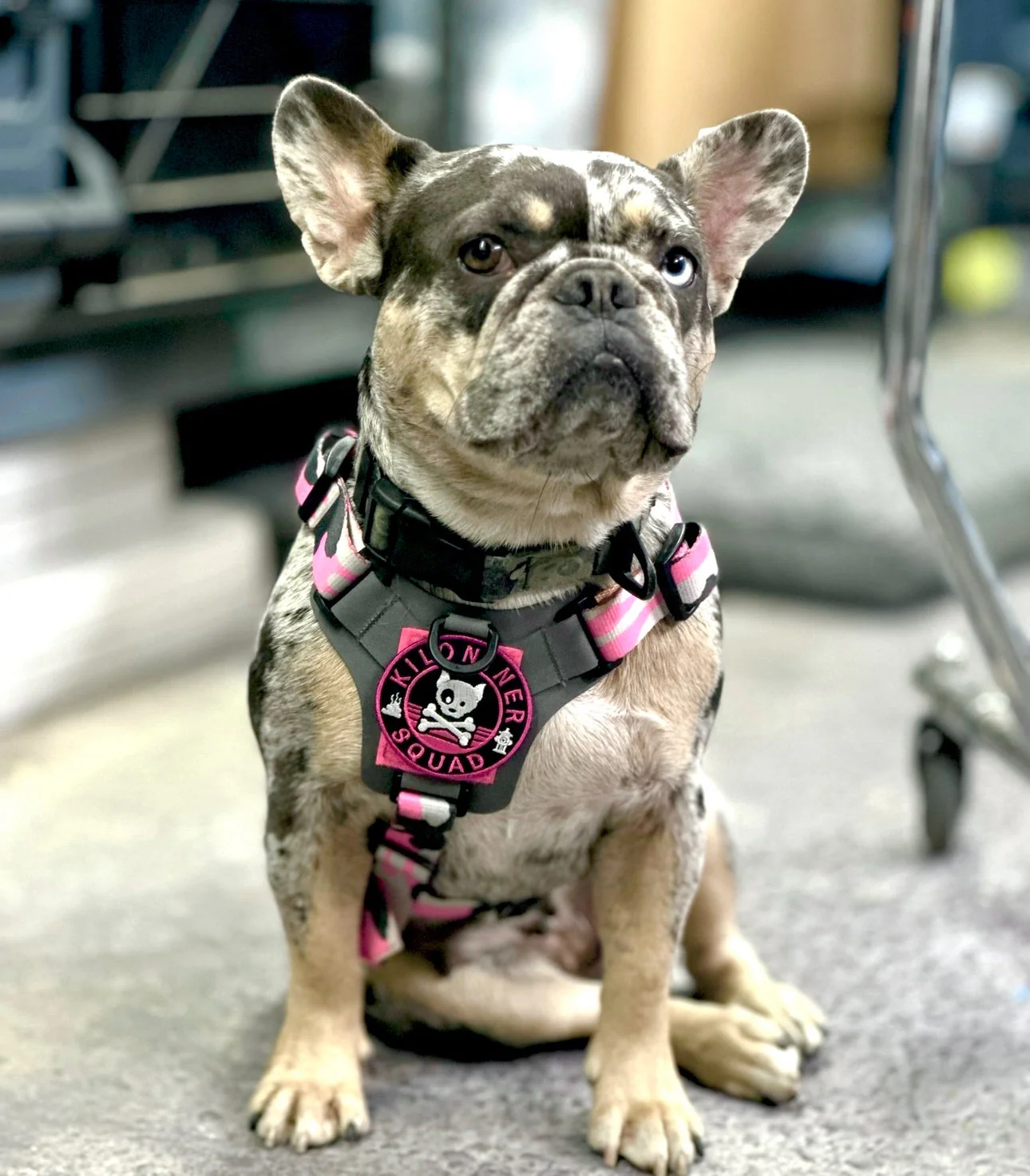 Dog and Crossbones Pink and Black Morale Patch - Image 2