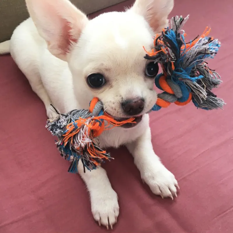 Dog Bite Rope Chew Toy - Image 7