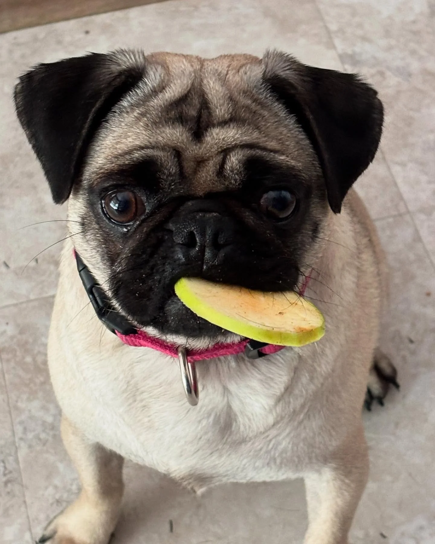 Dog Chips- Apple Chips - Large Bag - Image 4