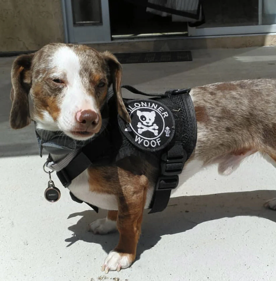 DOG & CROSSBONES Glow In The Dark Morale Patch - Image 10