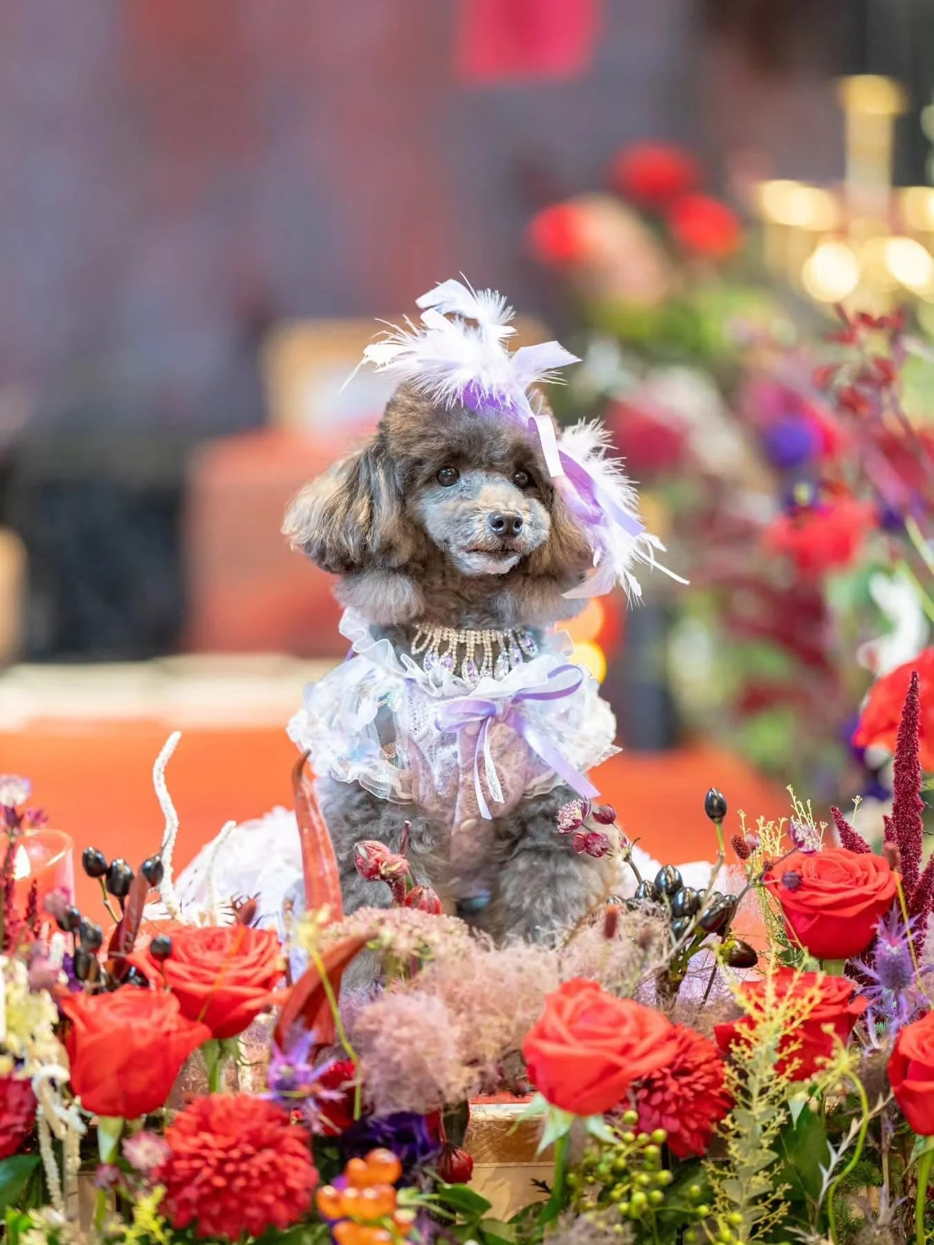 Dog Dress Feather Dream Princess Dress - Image 15