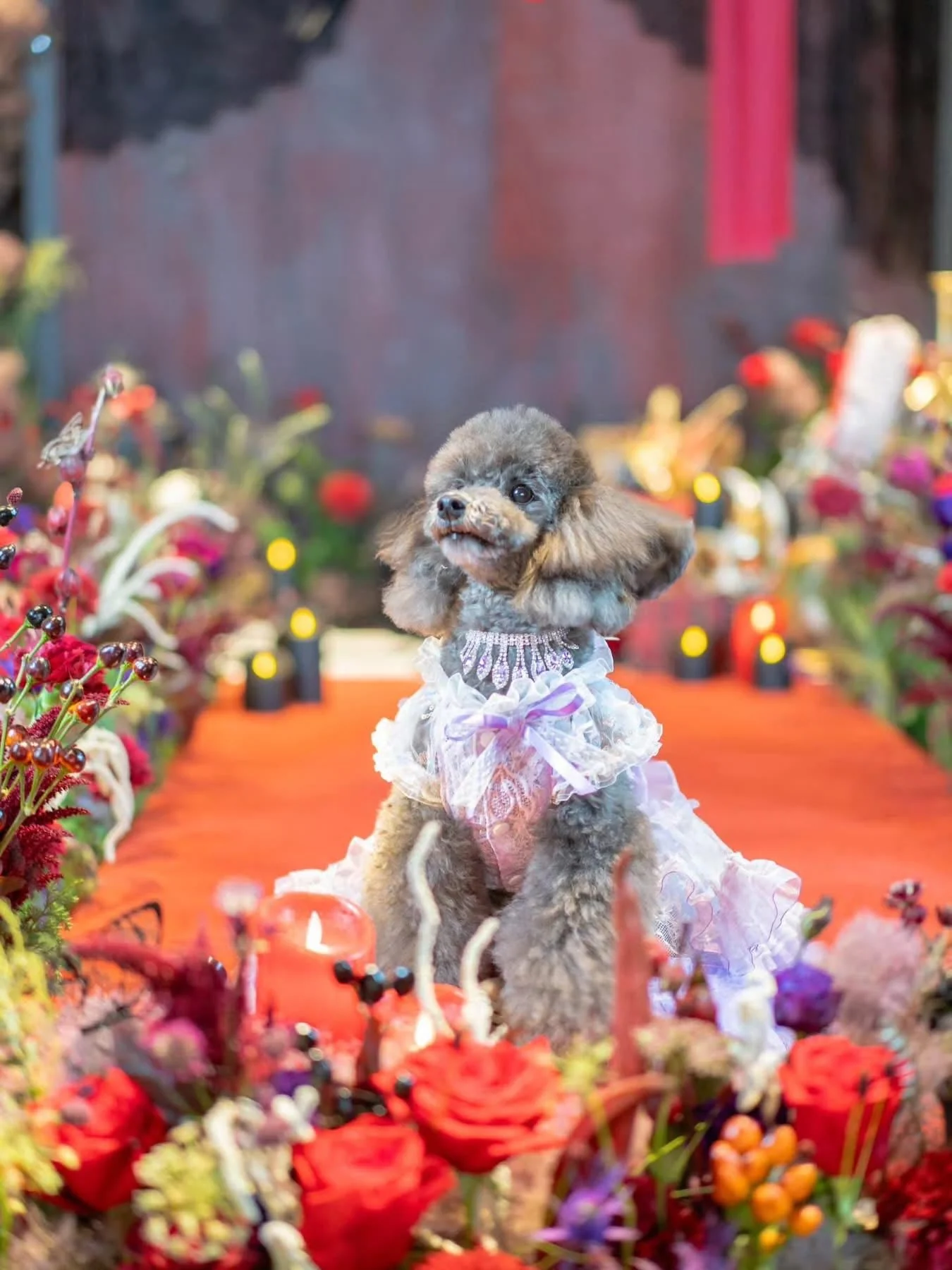 Dog Dress Feather Dream Princess Dress - Image 17