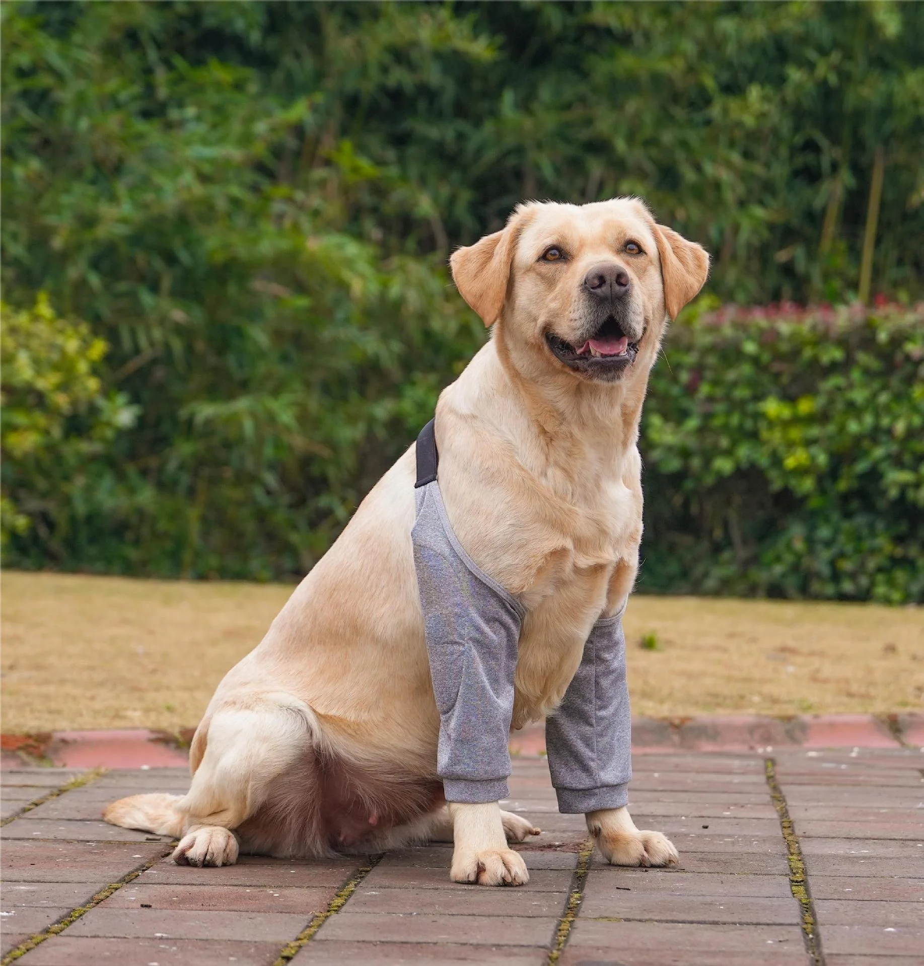 Dog Elbow Protector Sleeves - Image 3