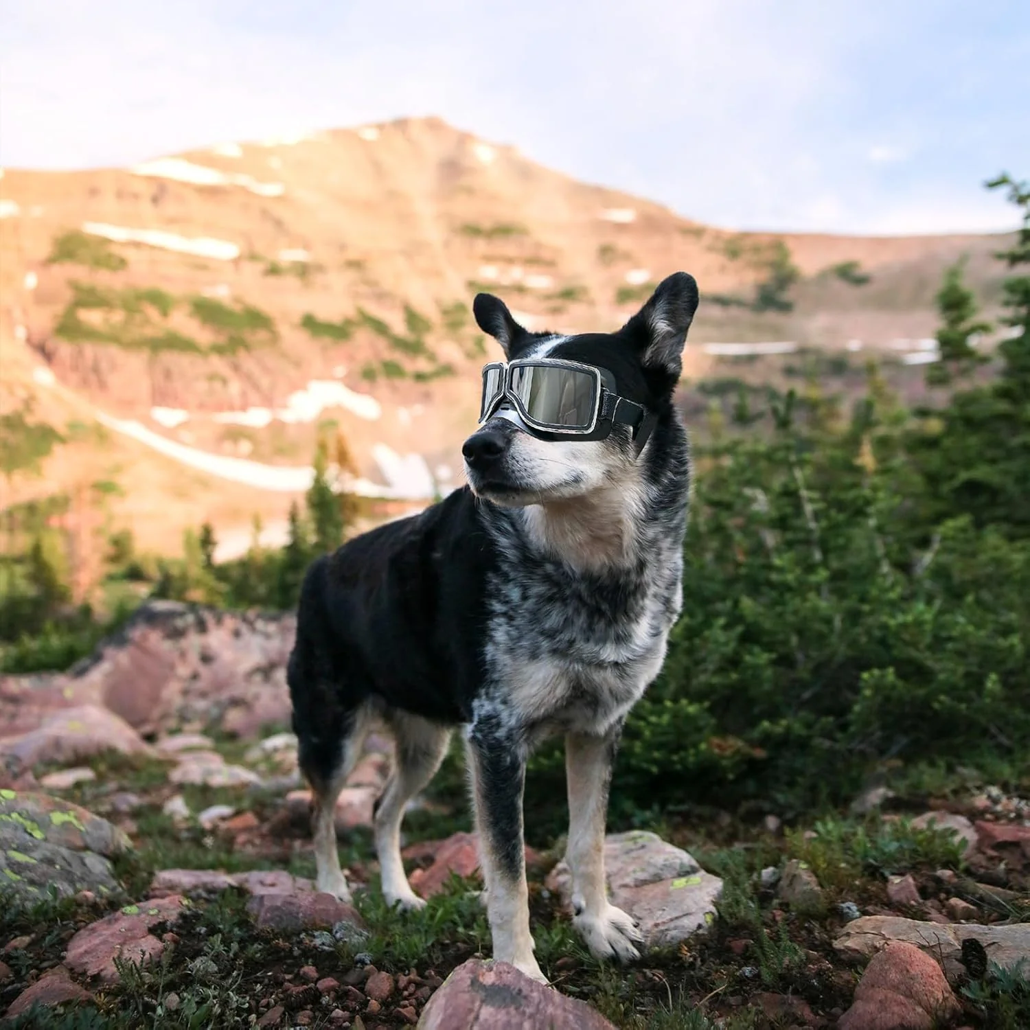 Dog Goggles Medium to Large Breed Pilot Style - Image 2