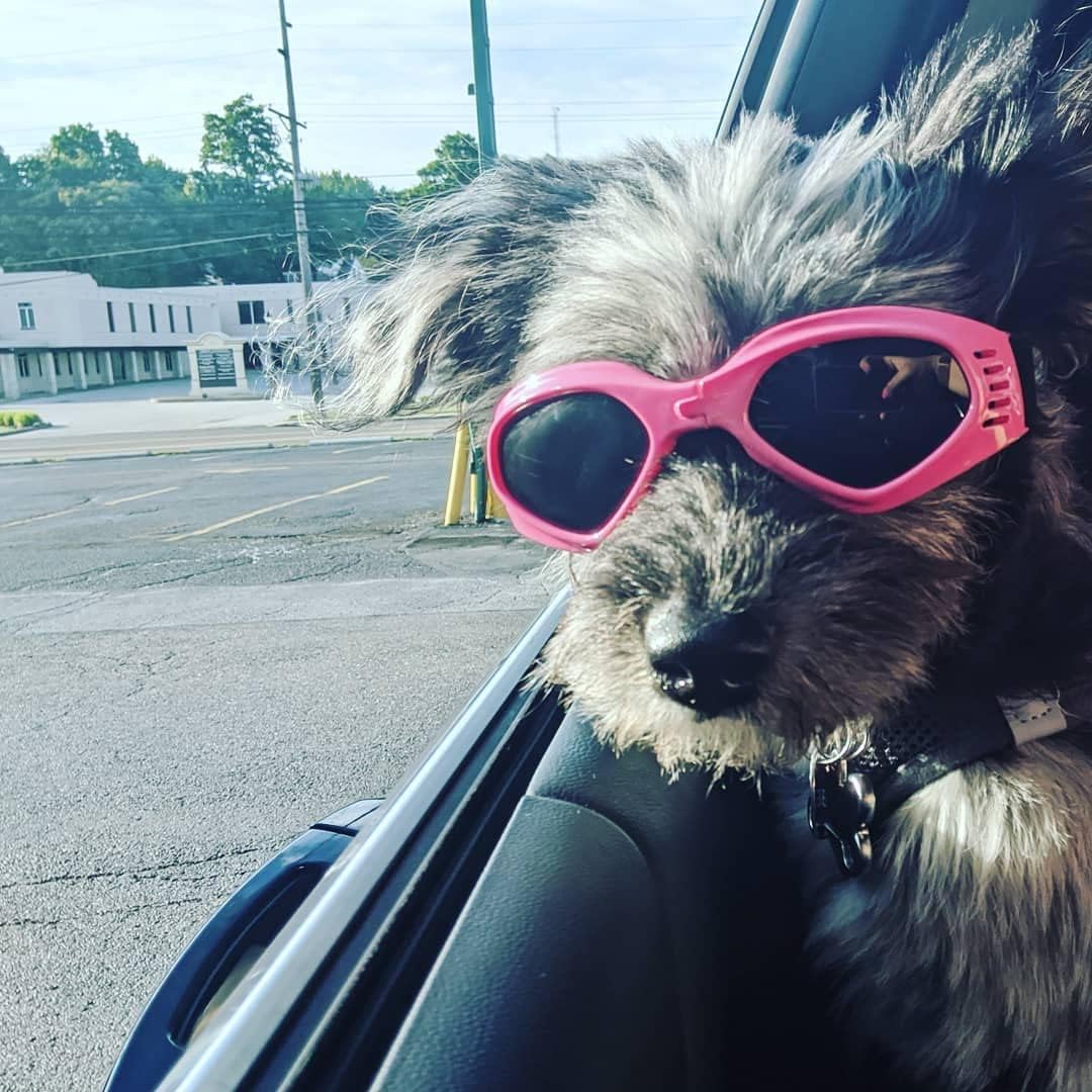 Dog goggles sunglasses cool accessories - Image 14