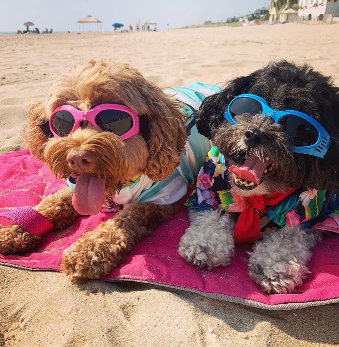 Dog goggles sunglasses cool accessories - Image 15