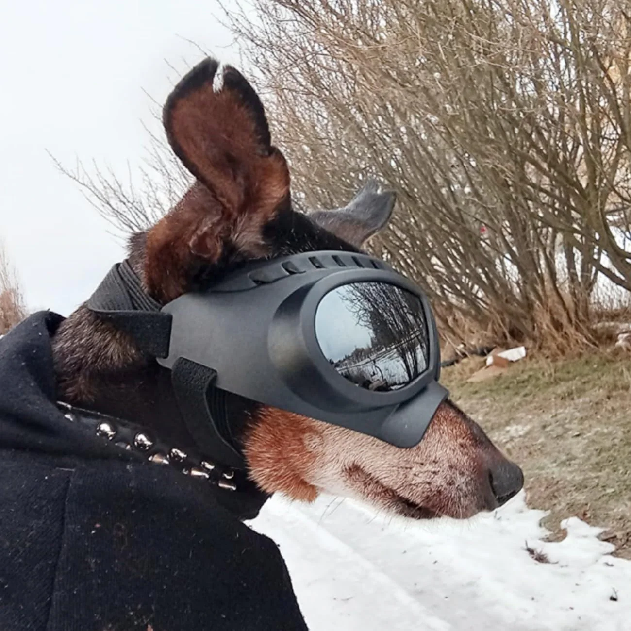 Dog goggles sunglasses skull - Image 6