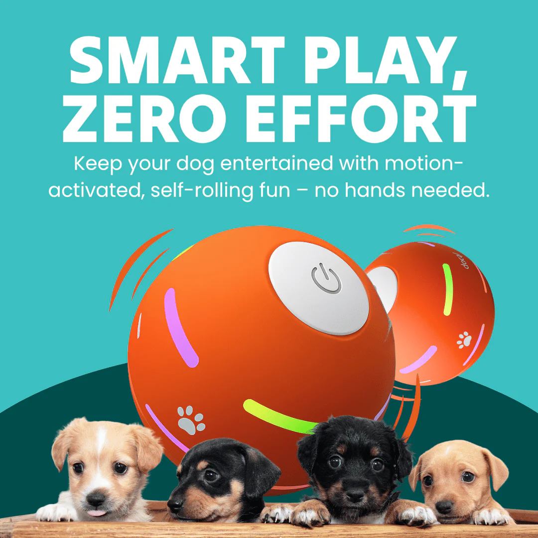 DOG’S INTERACTIVE BALL - Image 2