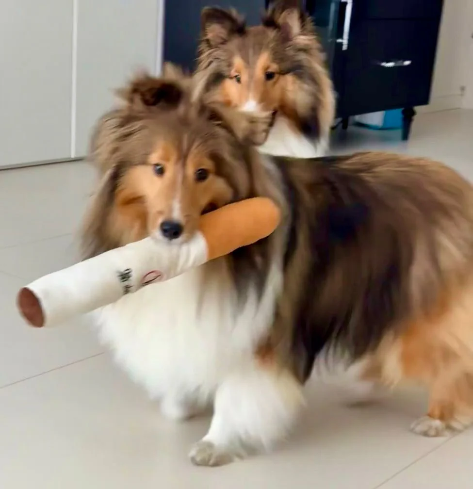 Dog toy cigarettes - Image 2