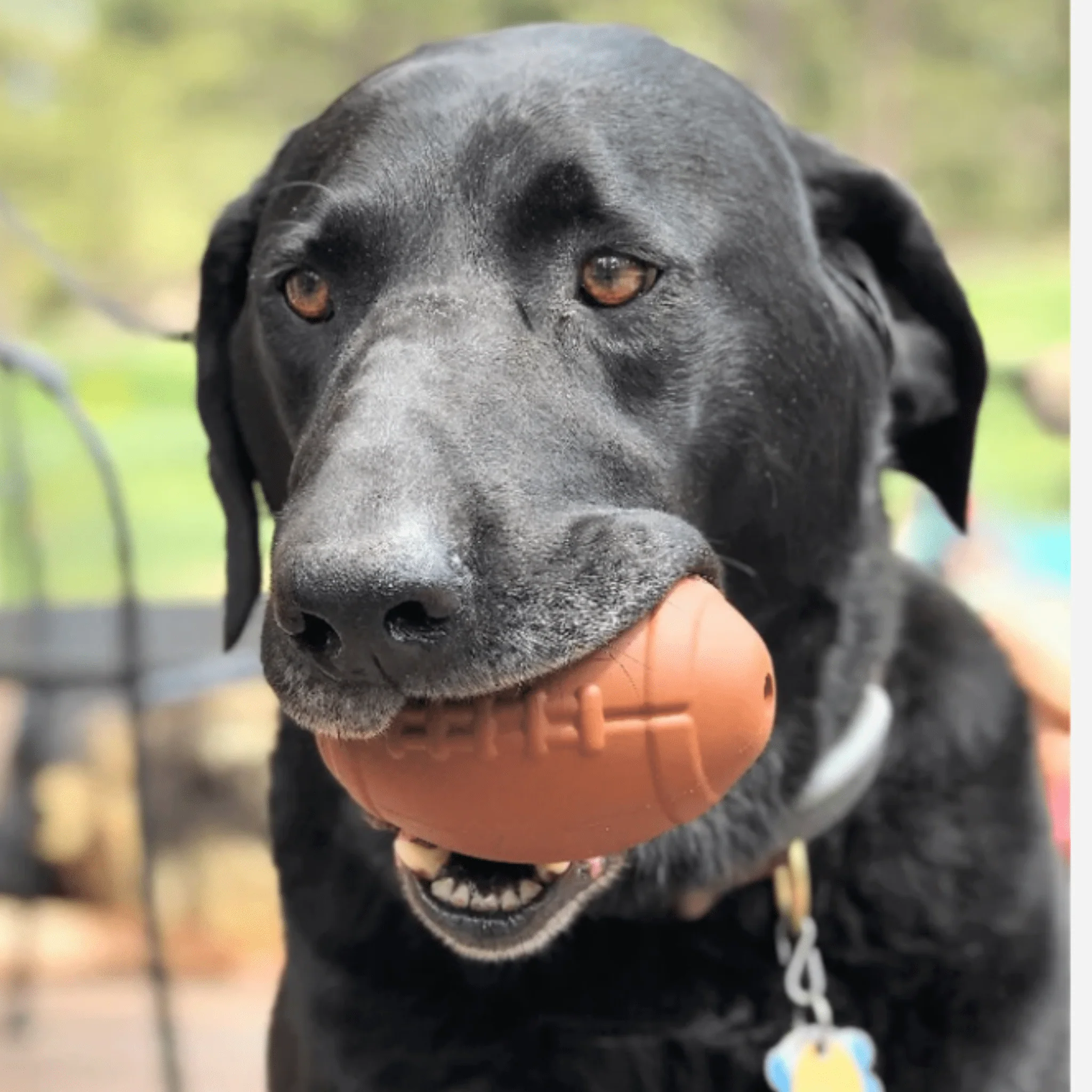 Dog Treat Dispensers - Image 21