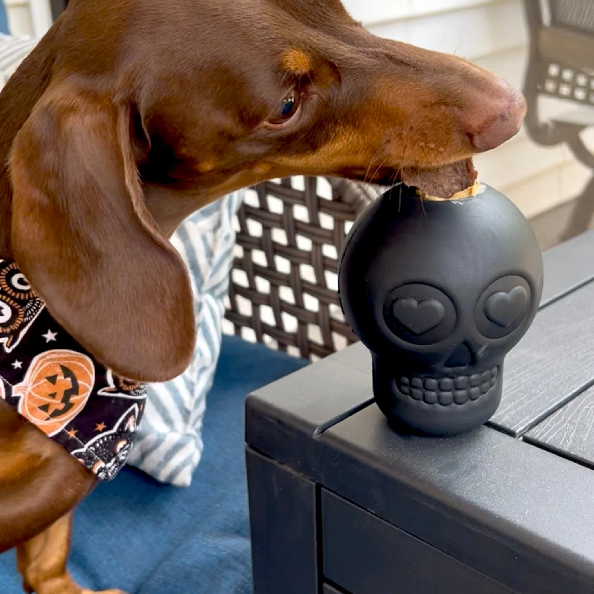 Dog Treat Dispensers - Image 28