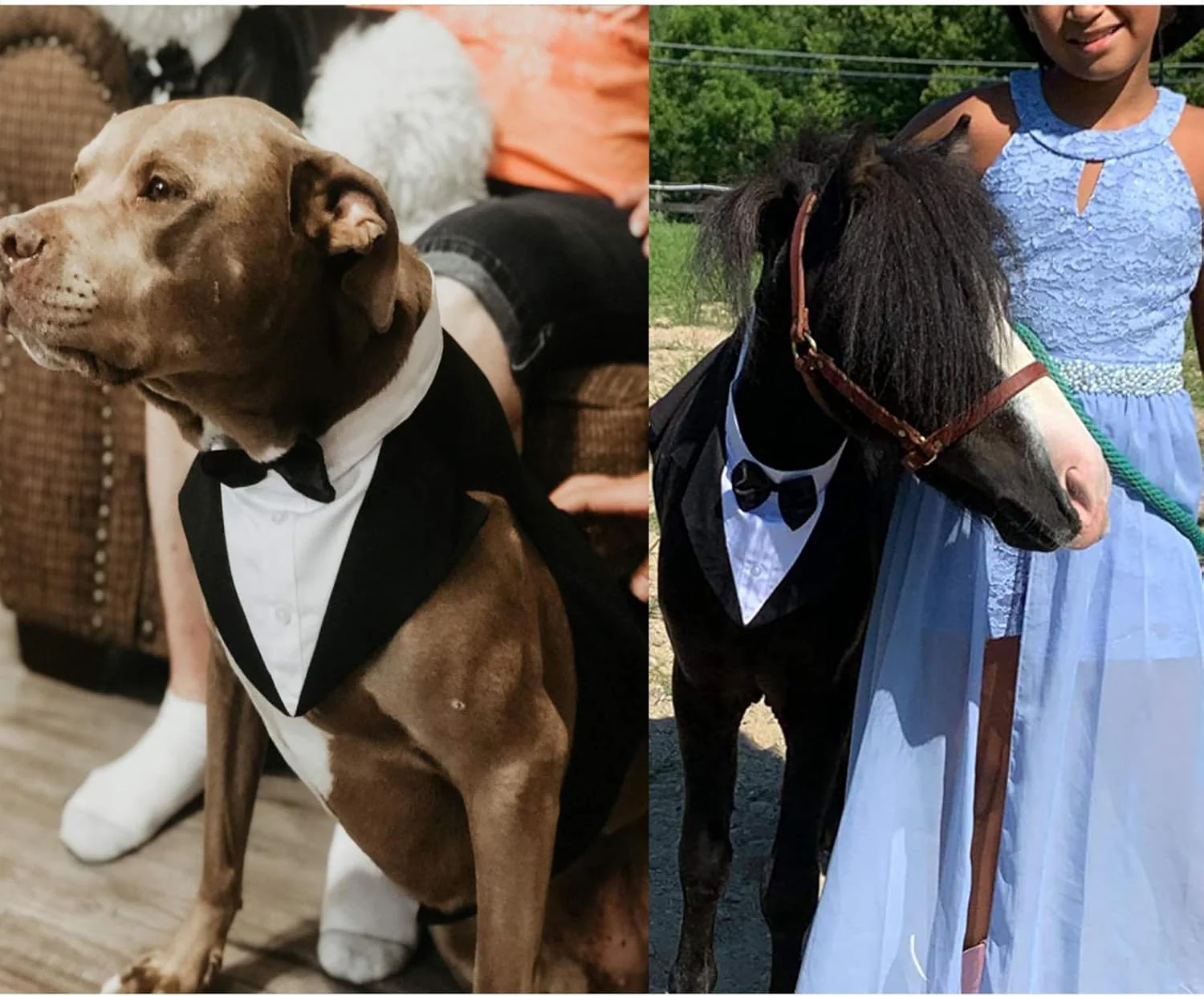 Dog Tuxedo Suit with Bow Tie – Wedding & Formal Outfit - Image 6
