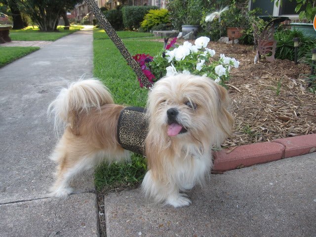 Doggy Holster Small Dog Harness (Made in USA) - Image 2