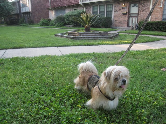 Doggy Holster Small Dog Harness (Made in USA) - Image 3