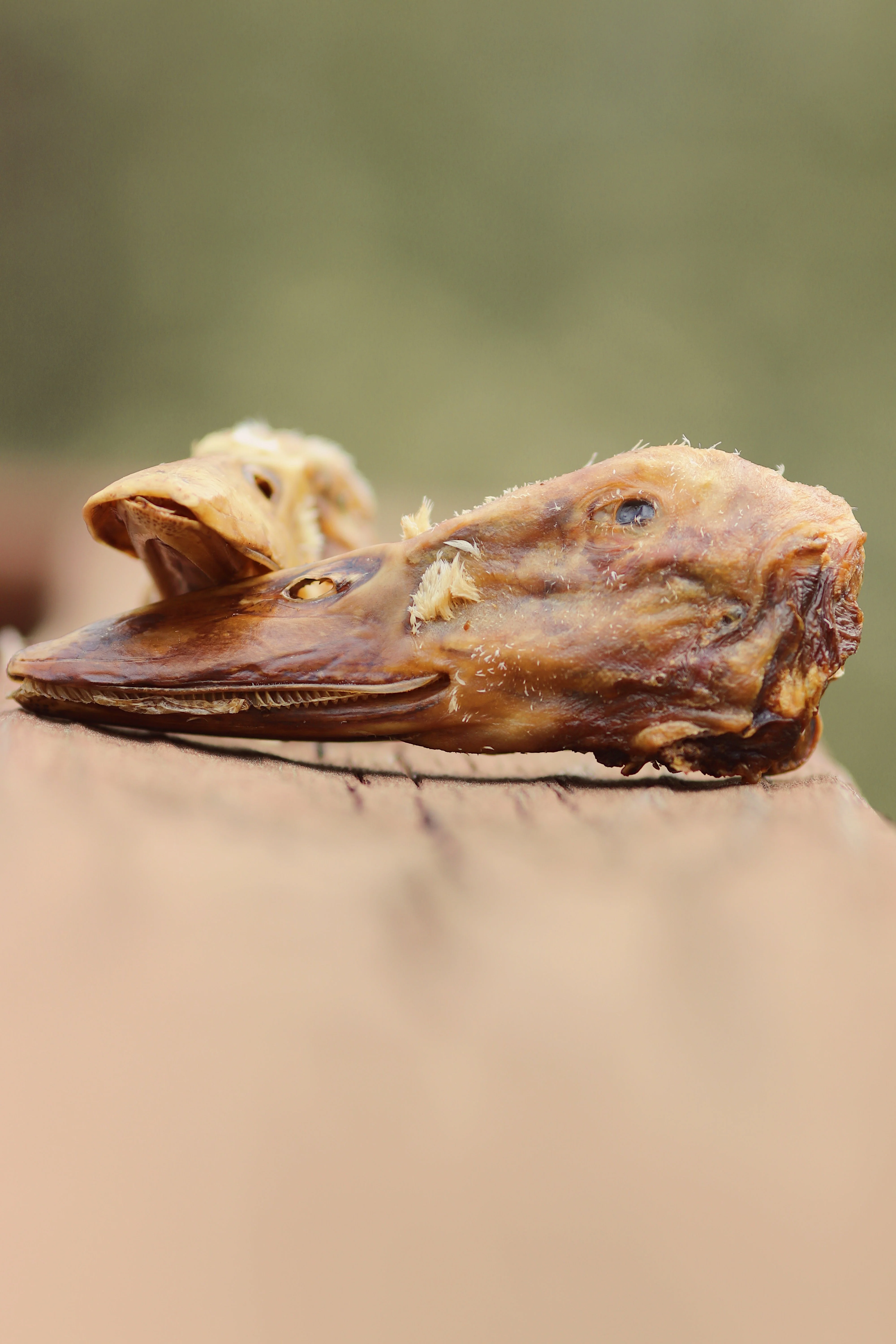 Duck Head - Image 3