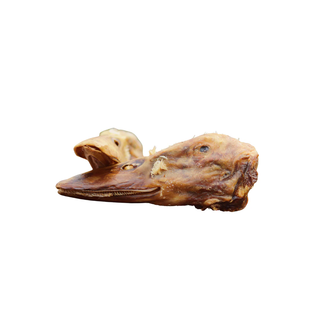 Duck Head - Image 6
