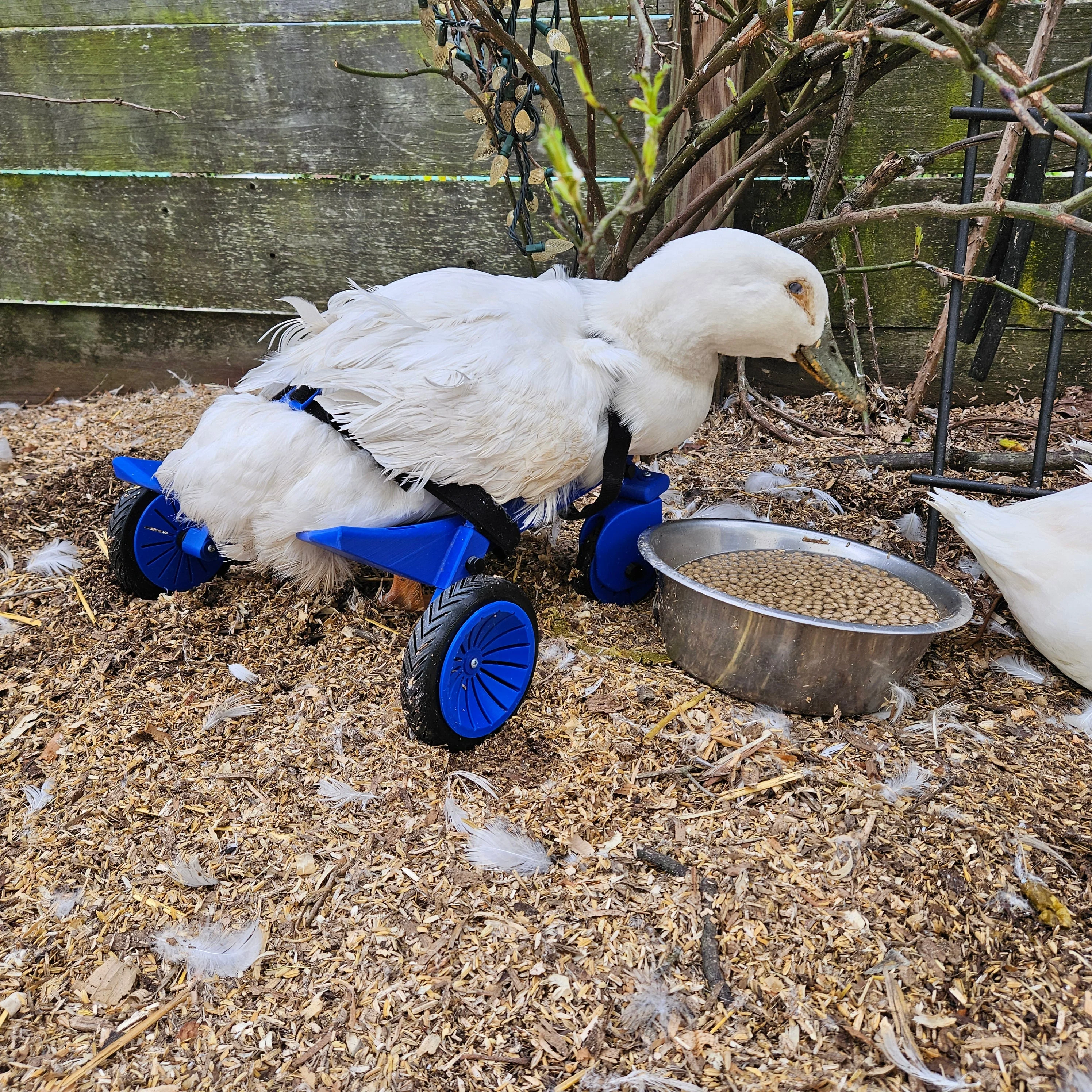 Ducky’s wheelchair - Image 3