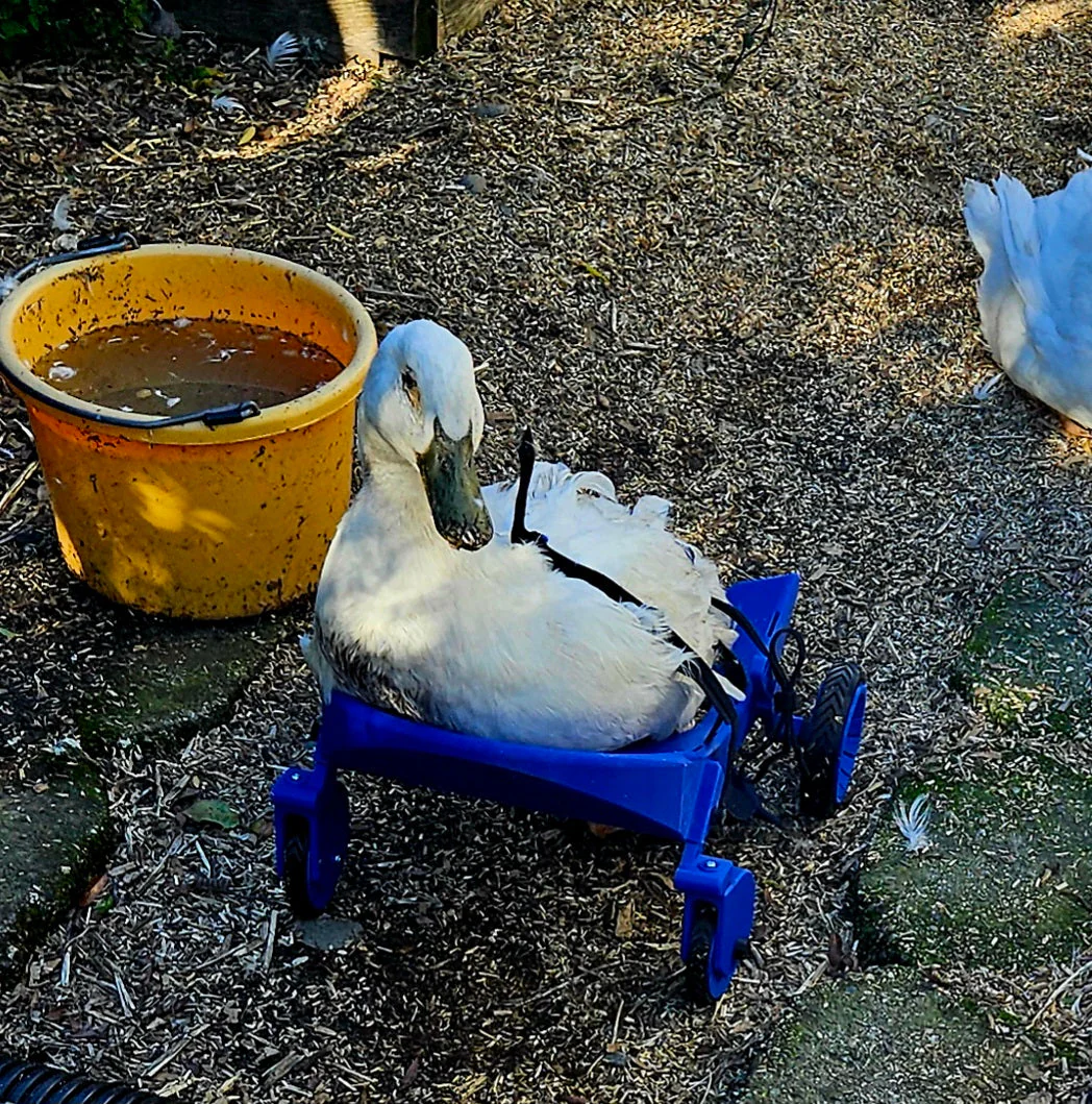 Ducky’s wheelchair - Image 4