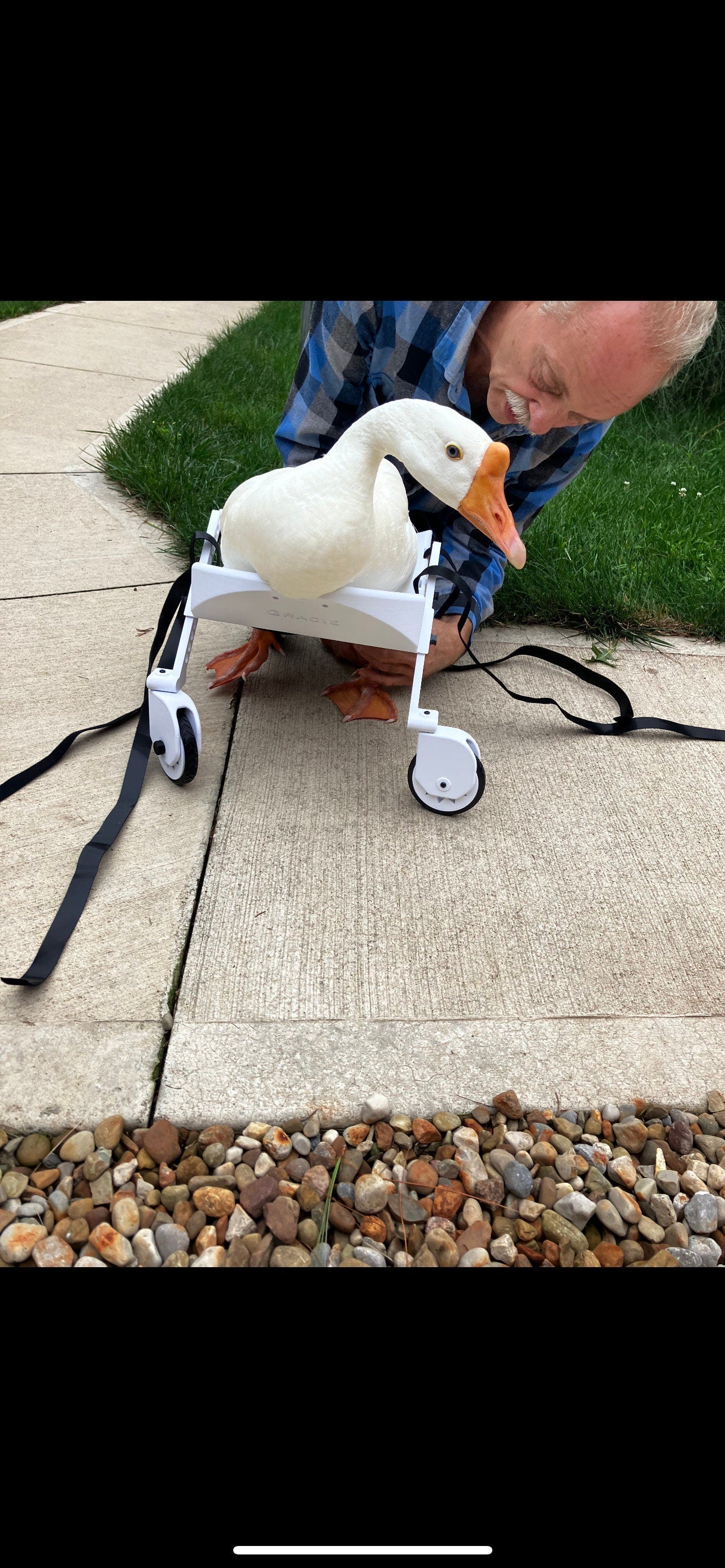 Ducky’s wheelchair - Image 6