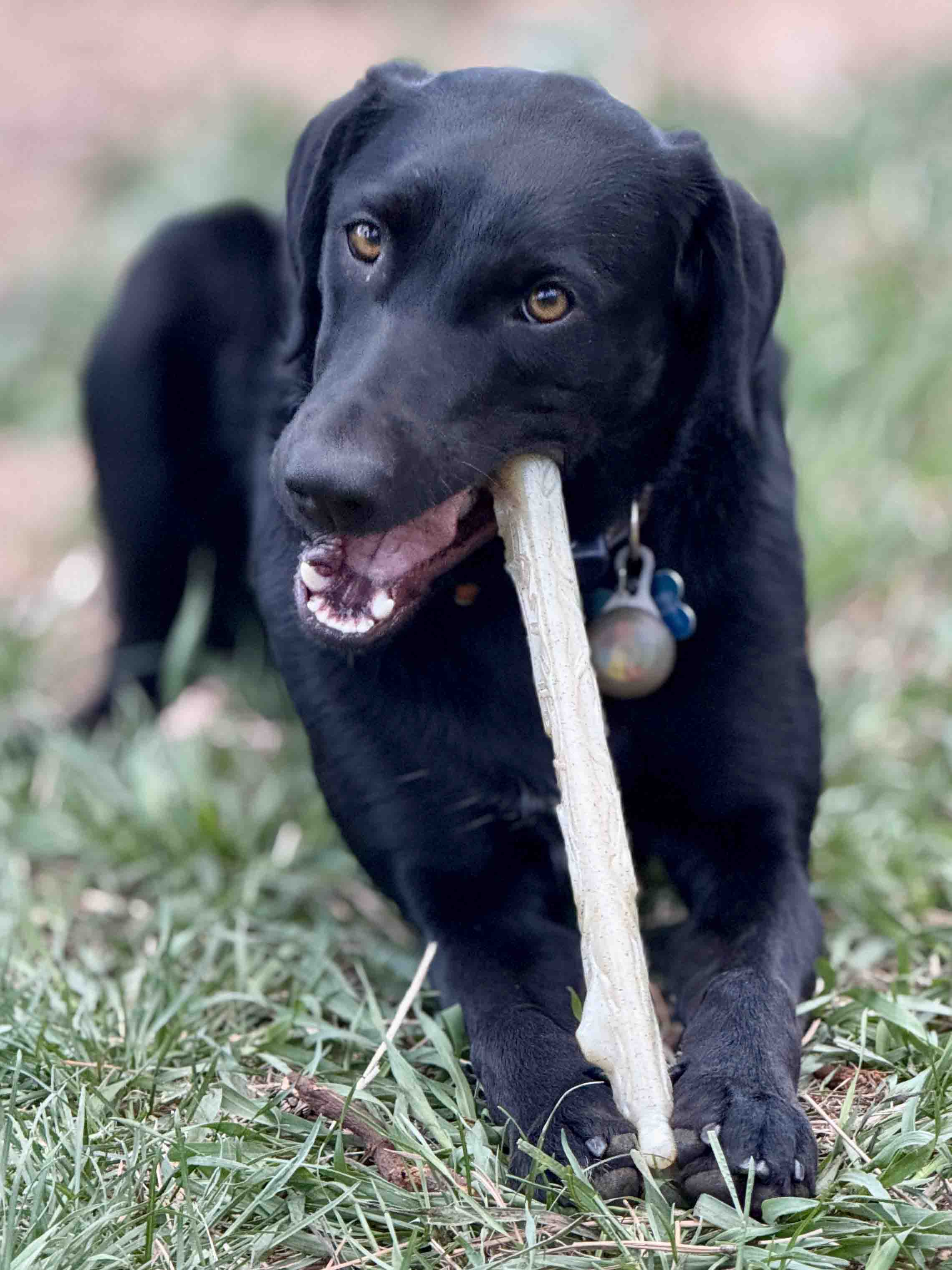 Durable Nylon Chew Stick for Power Chewers | Indestructible Dog Toy USA - Image 6