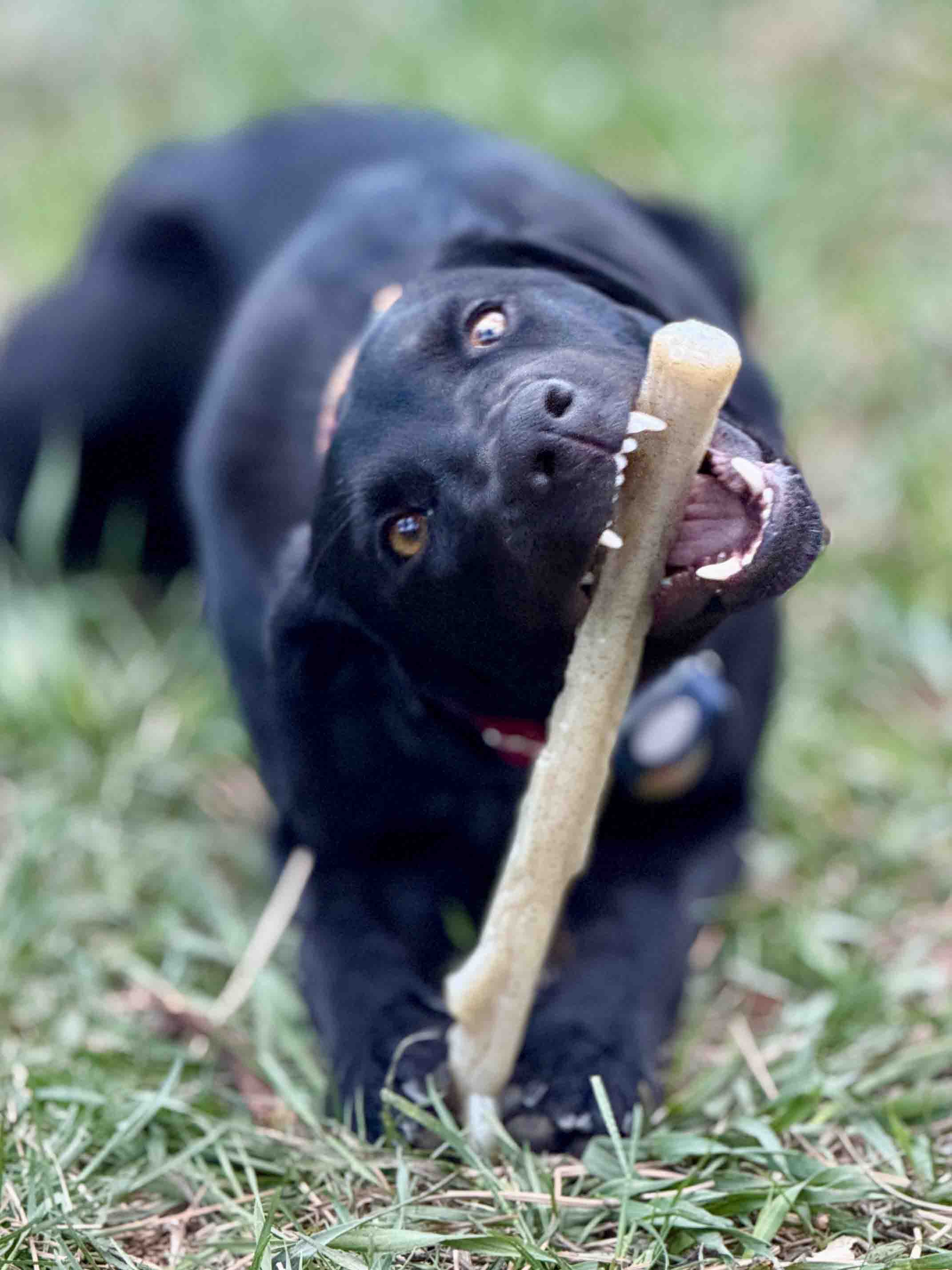 Durable Nylon Chew Stick for Power Chewers | Indestructible Dog Toy USA - Image 7