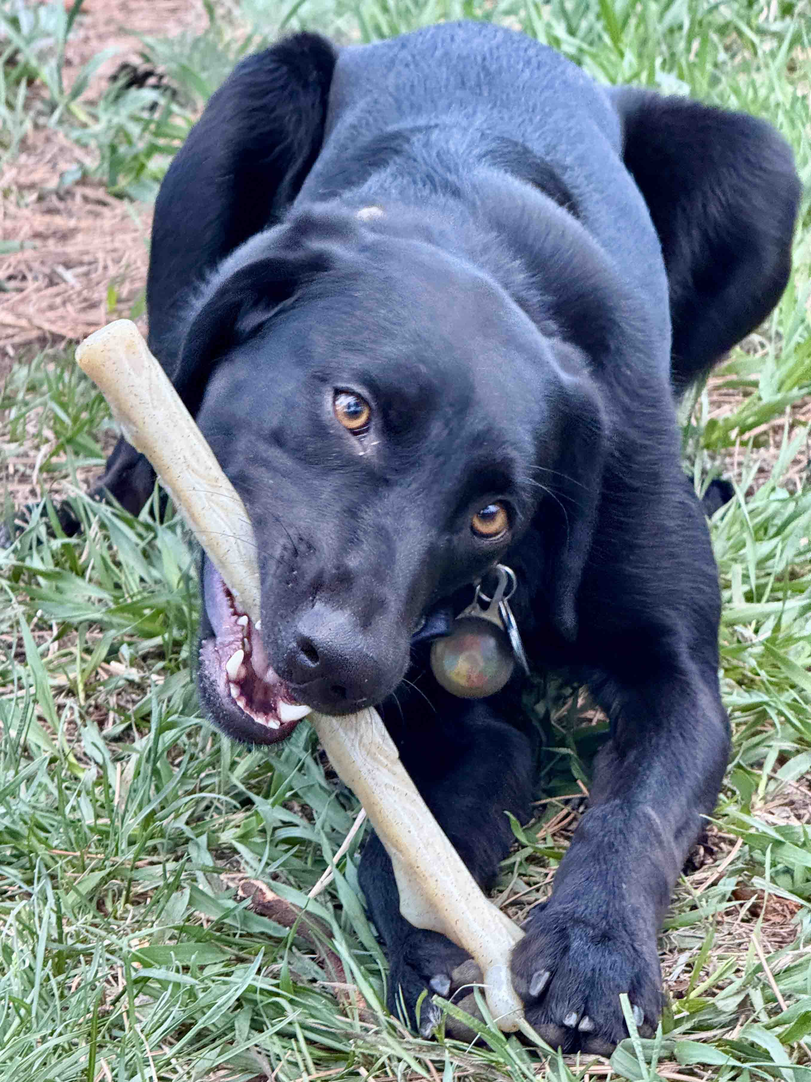 Durable Nylon Chew Stick for Power Chewers | Indestructible Dog Toy USA - Image 8