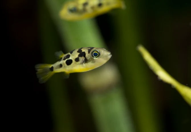 Dwarf Pea Puffer - Image 2