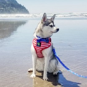 EcoBark Bow Tie Collar - Nautical Print - Image 7