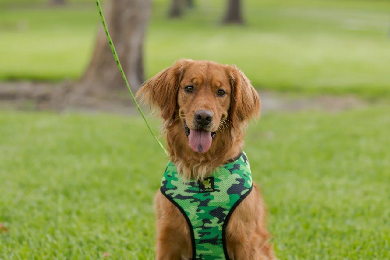 EcoBark Camo Dog Harness - Over-the-Head Dog Vest Halter for Small to Medium Dogs and Puppies - Image 7