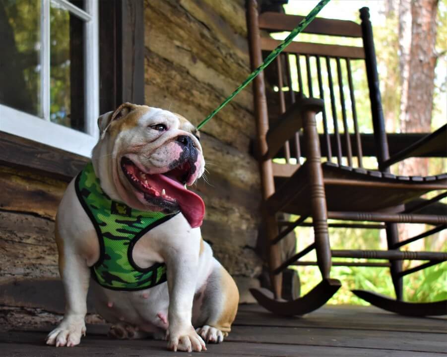 EcoBark Camo Dog Leash- Comfort Grip Padded Leash - 4ft, 5ft, and 6ft for Small and Medium Dogs - Image 9