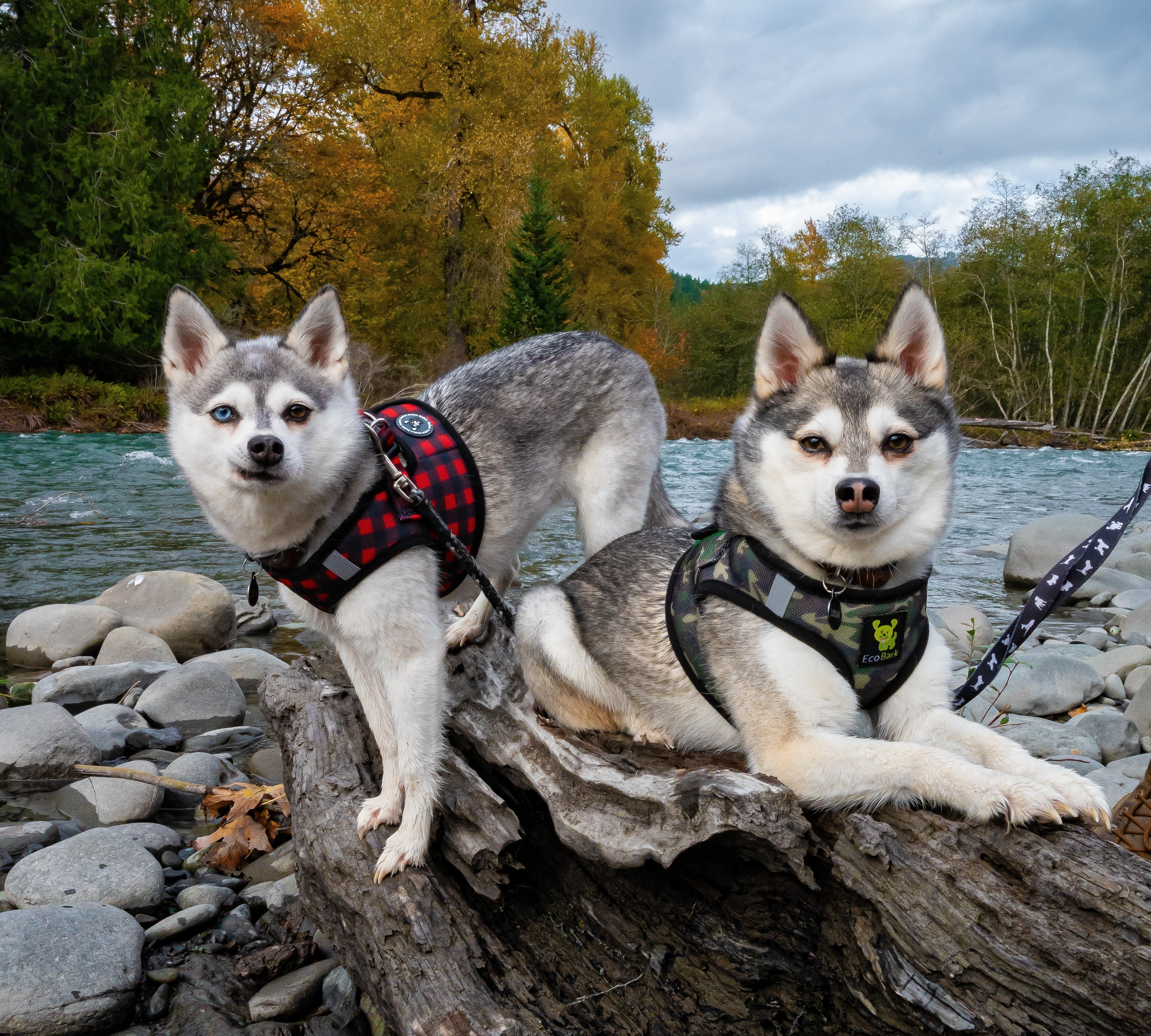 EcoBark Camo Step In Dog Harness - Reflective Soft Mesh Harness for Teacup, Small Dogs and Puppies - Image 7