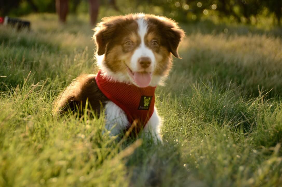 EcoBark Chery Red Dog Harness - Over-the-Head Soft Mesh Dog Vest Halter for Small to Medium Dogs and Puppies - Image 7